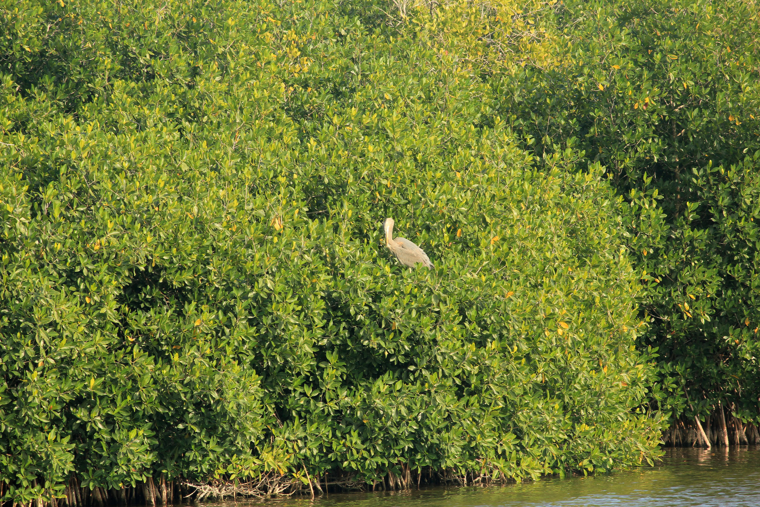 Vögel in den Bäumen des Everglades National Park, 2500x1670 HD Desktop
