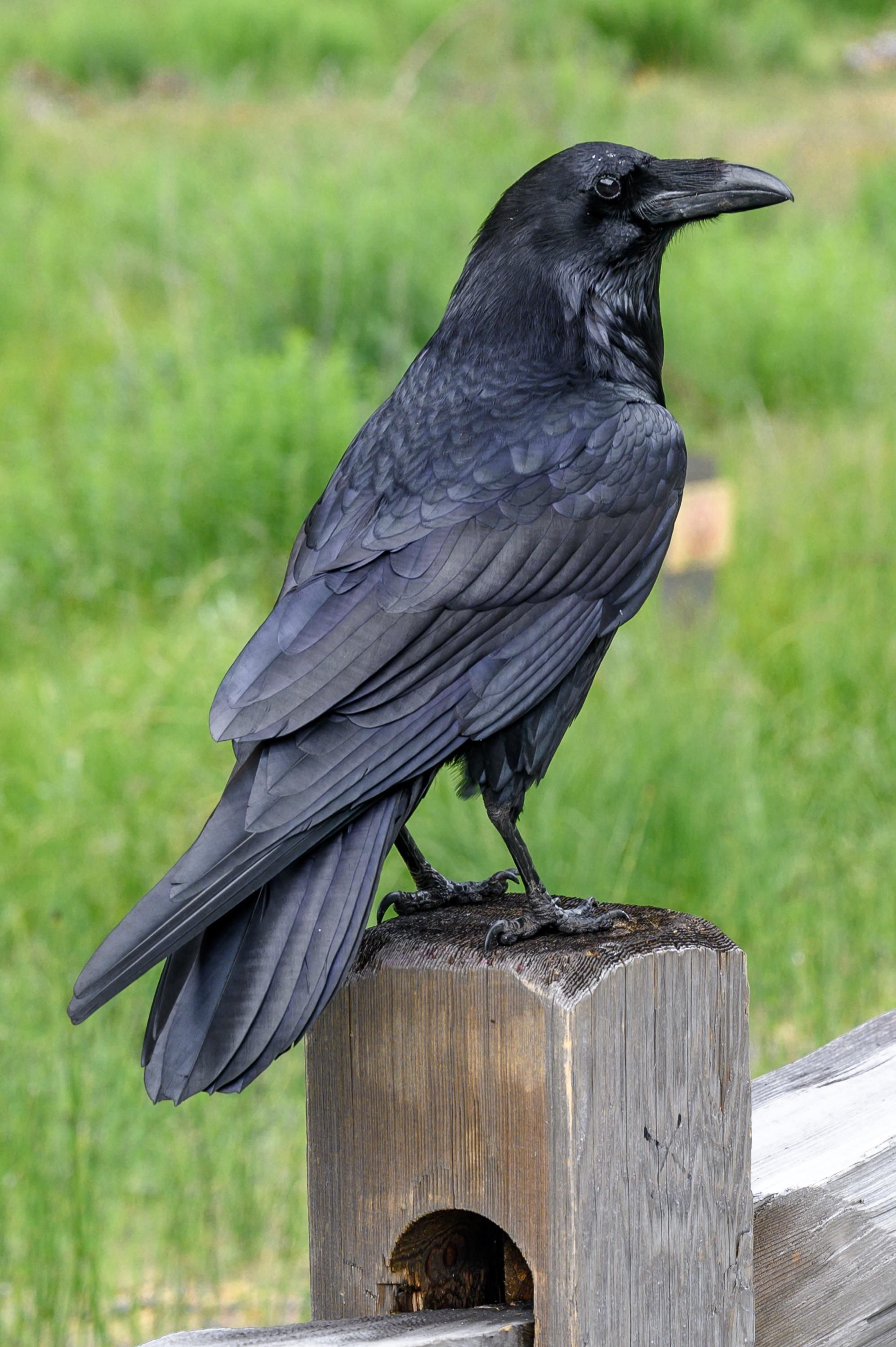 Raven encounter, Liking towards me, Beautiful birds, Pet birds, 2000x3000 HD Phone
