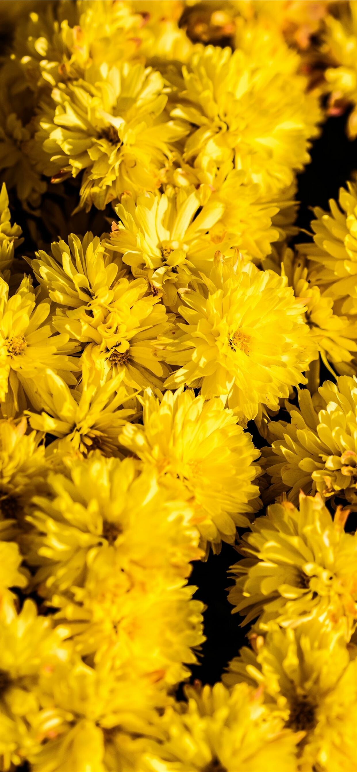 Chrysanthemum: The disk florets are in the center of the bloom head, and the ray florets are on the perimeter, Asteraceae. 1250x2690 HD Background.