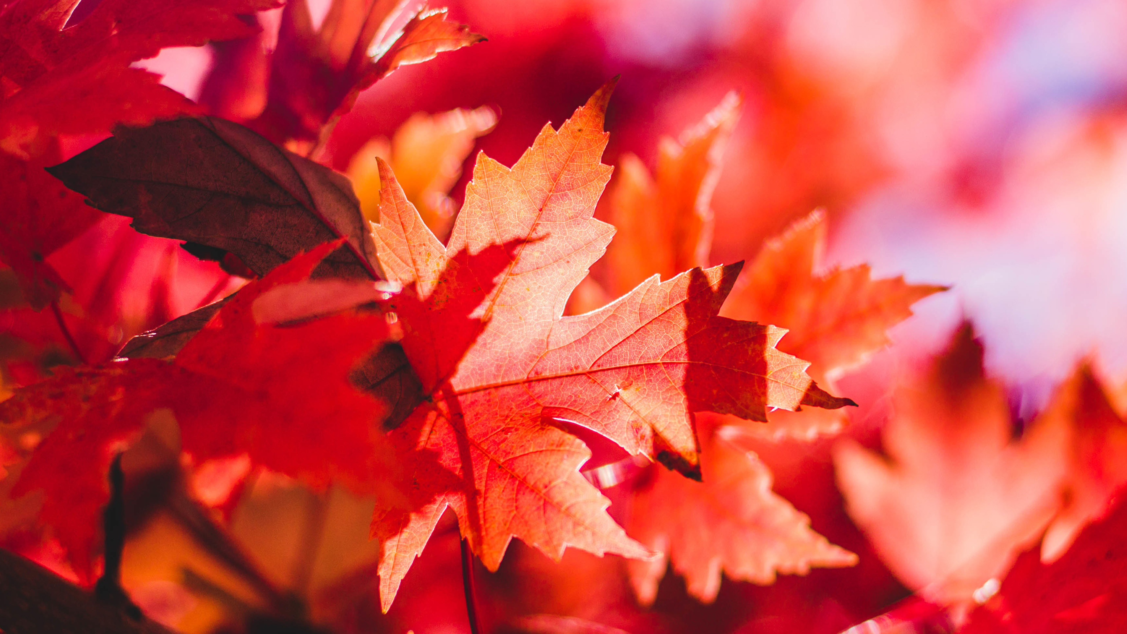 Maple leaf flower, Autumn beauty, Red fall vibes, Nature's elegance, 3840x2160 4K Desktop