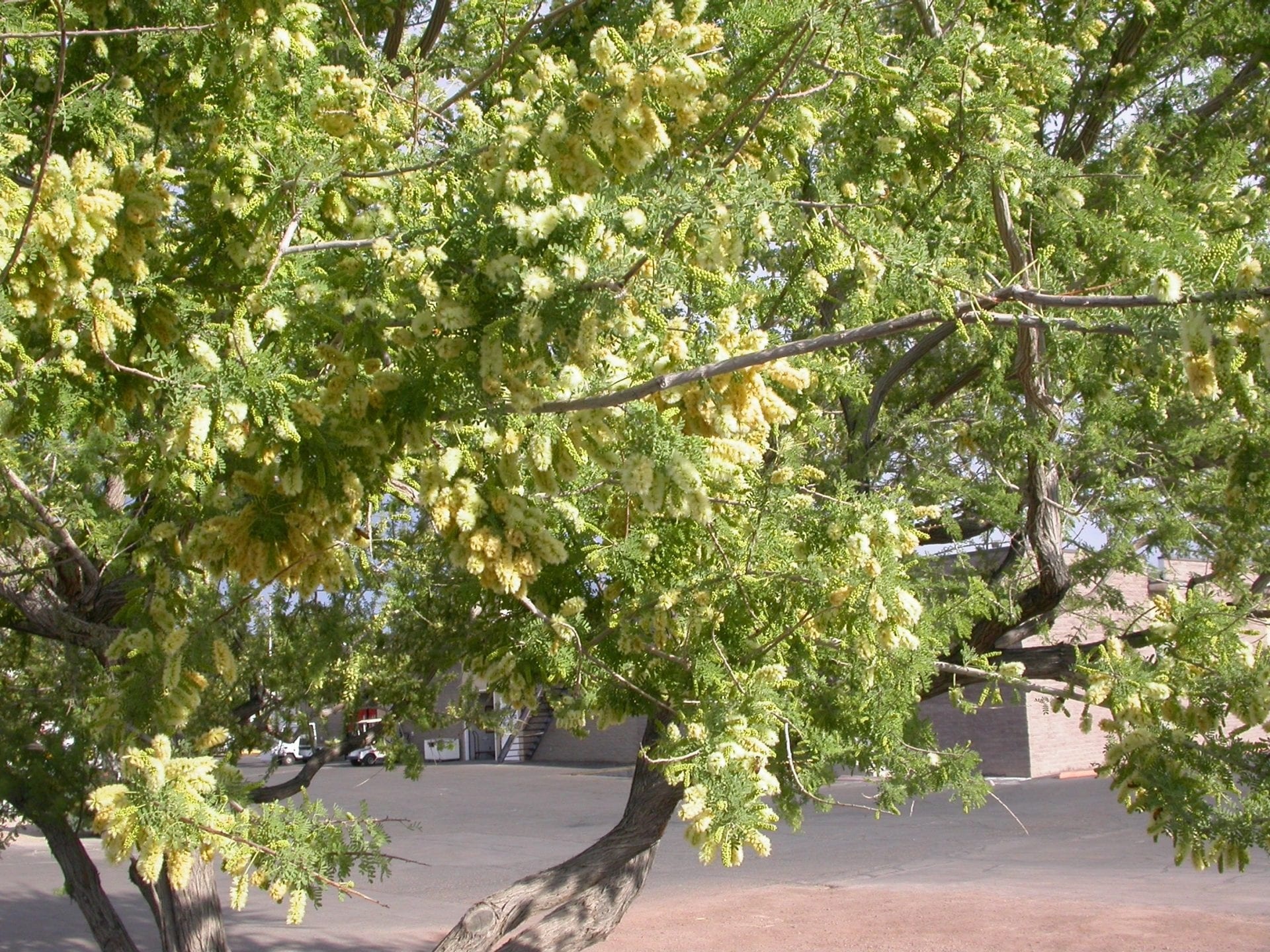 Acacia greggii, Catclaw acacia, Mountain states nursery, Unique tree species, 1920x1440 HD Desktop