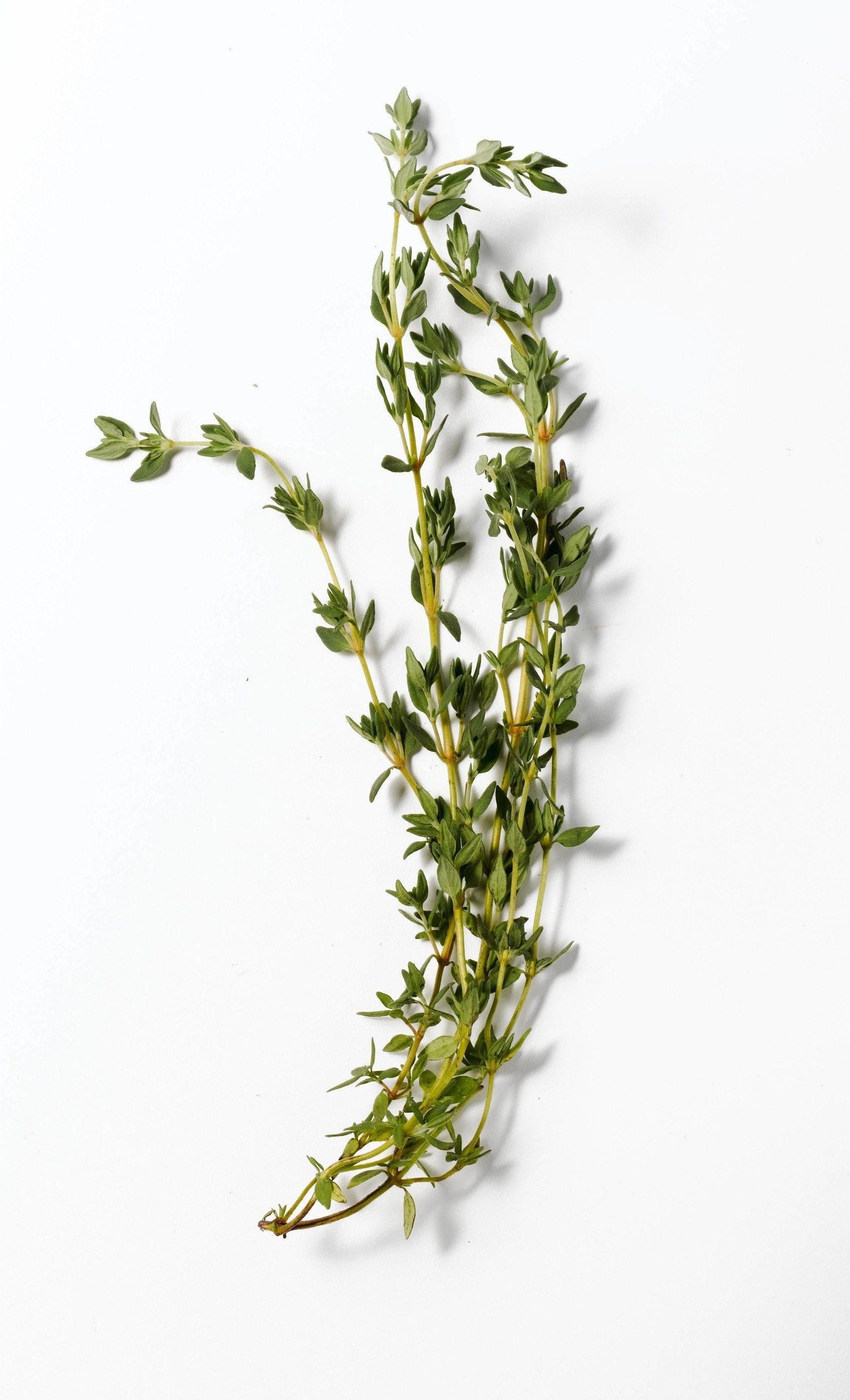 Drying fresh herbs, Rosemary and thyme, DIY herb collection, Herb storage, 1600x2640 HD Phone