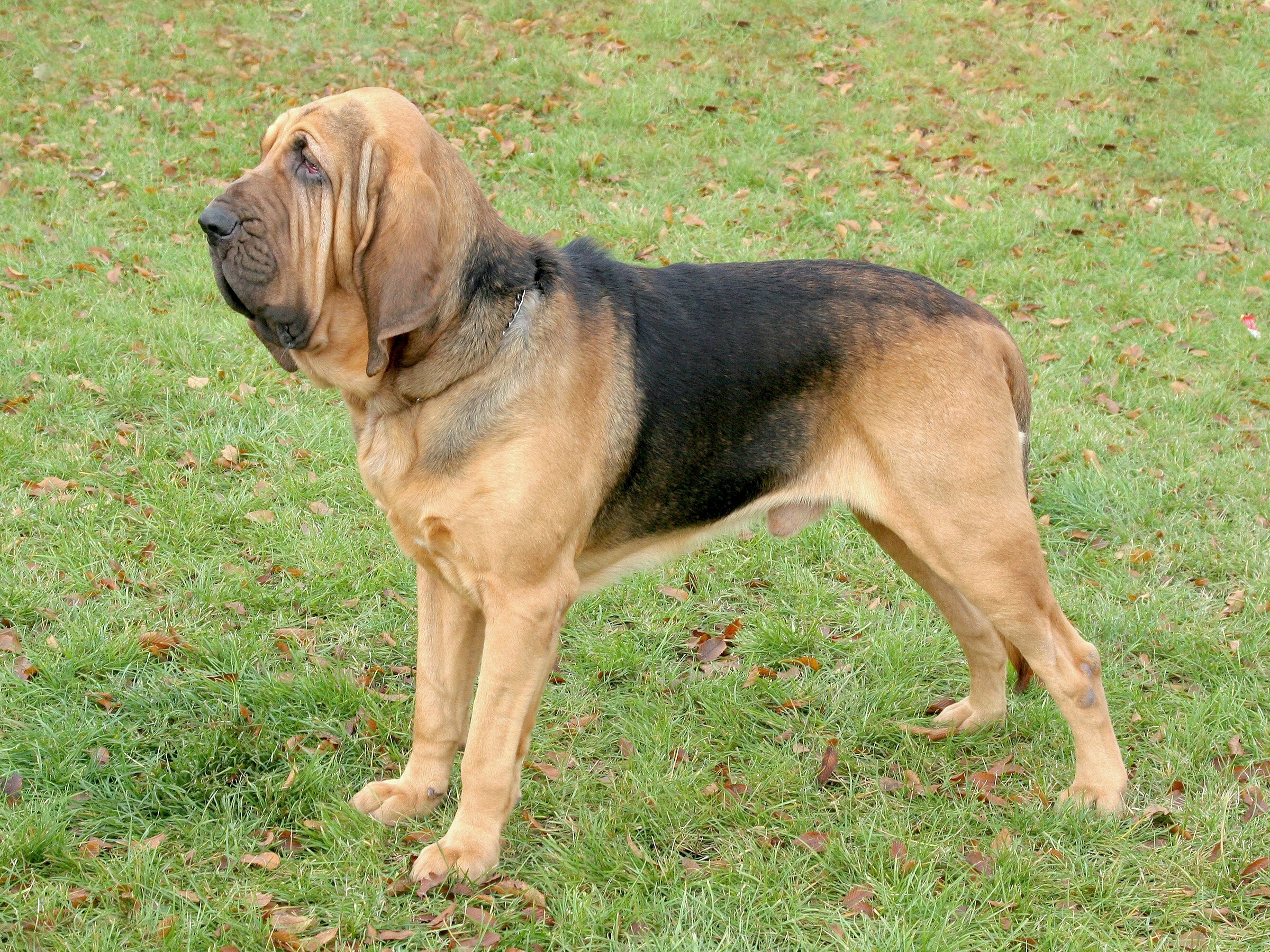 Bloodhound, British origins, Loyal companion, Dog breed, 2400x1800 HD Desktop