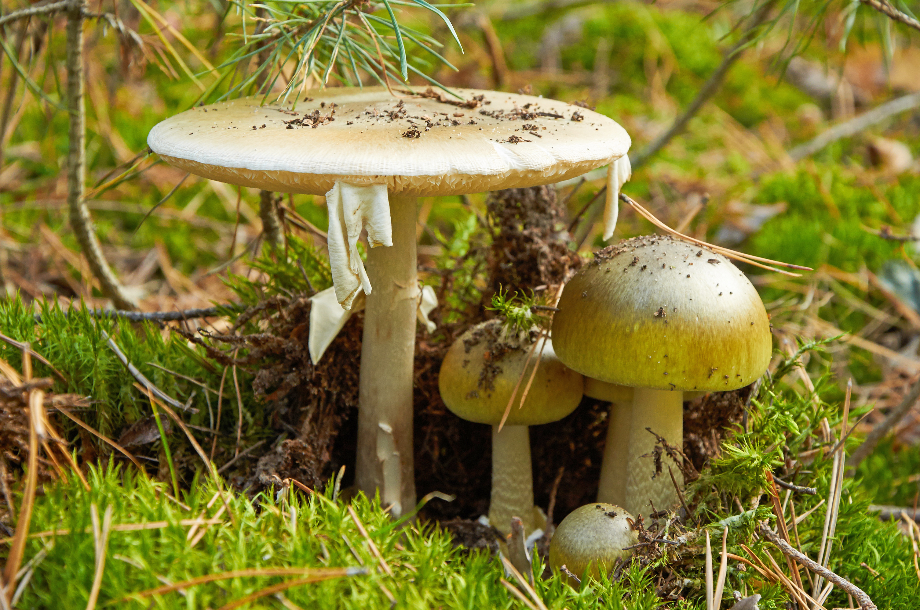 Giftpilze, Mushroom identification, Unterscheiden obi, Mushroom's dangers, 3020x2000 HD Desktop