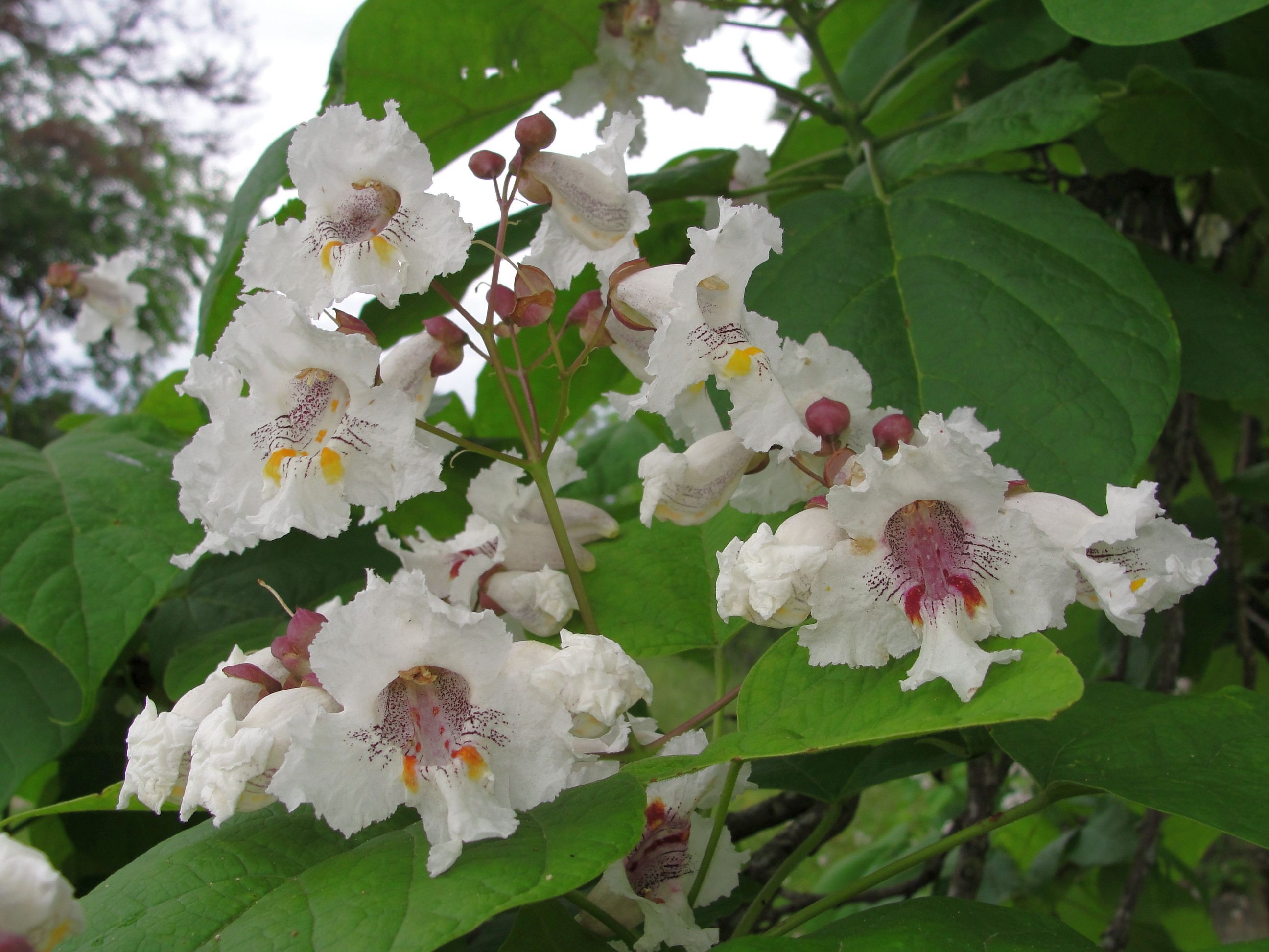 Catalpa worms, Beneficial to each other, Lifestyle, 2600x1950 HD Desktop
