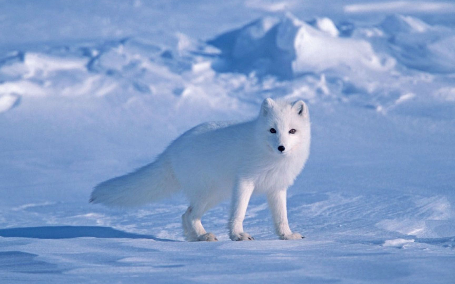 Snowy fox, Breathtaking wallpapers, Winter wonder, Snowy scenes, 1920x1200 HD Desktop