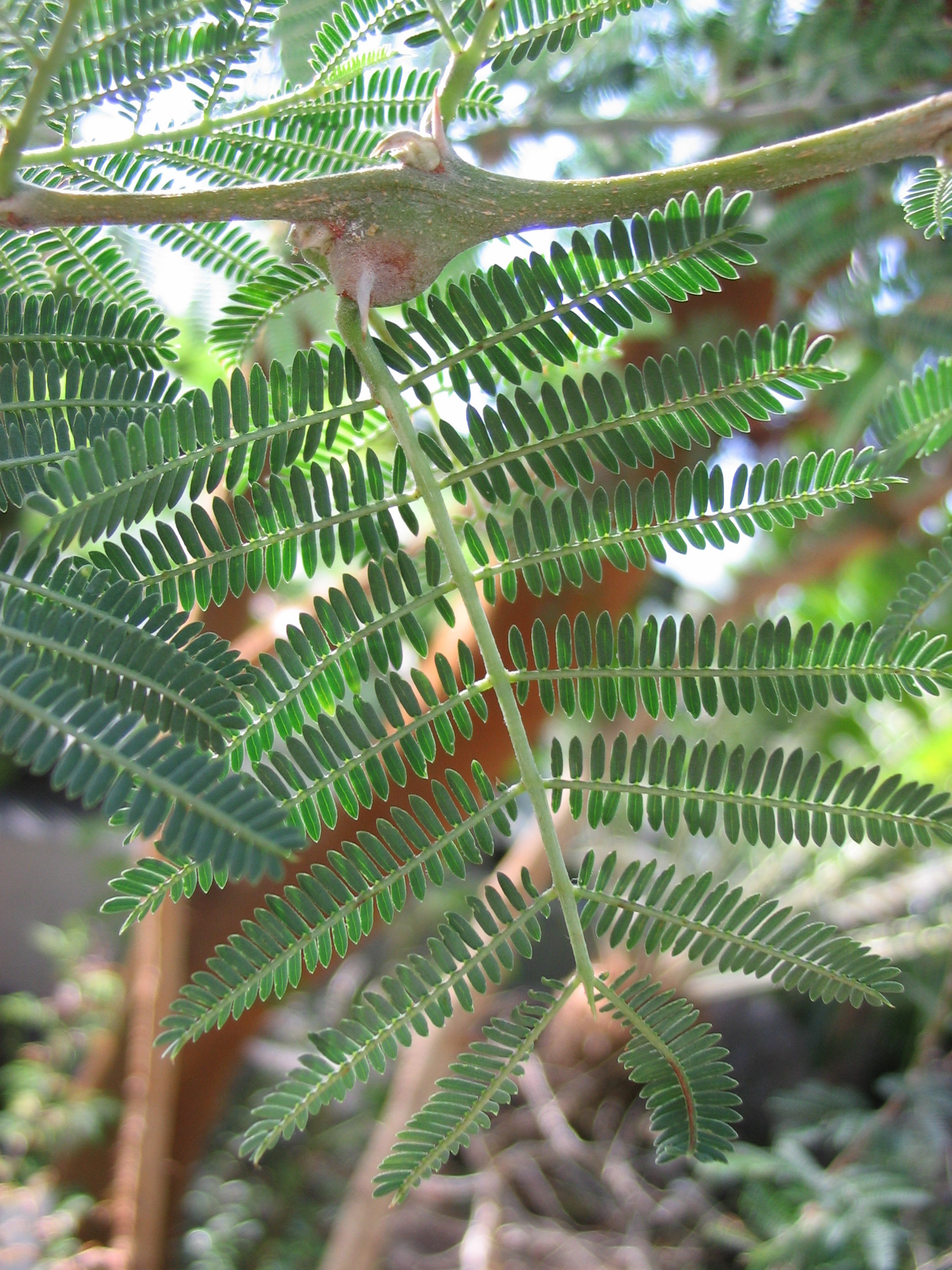 Vachellia seyal, Acacia species, Thorny branches, Tree's unique features, 1710x2280 HD Handy