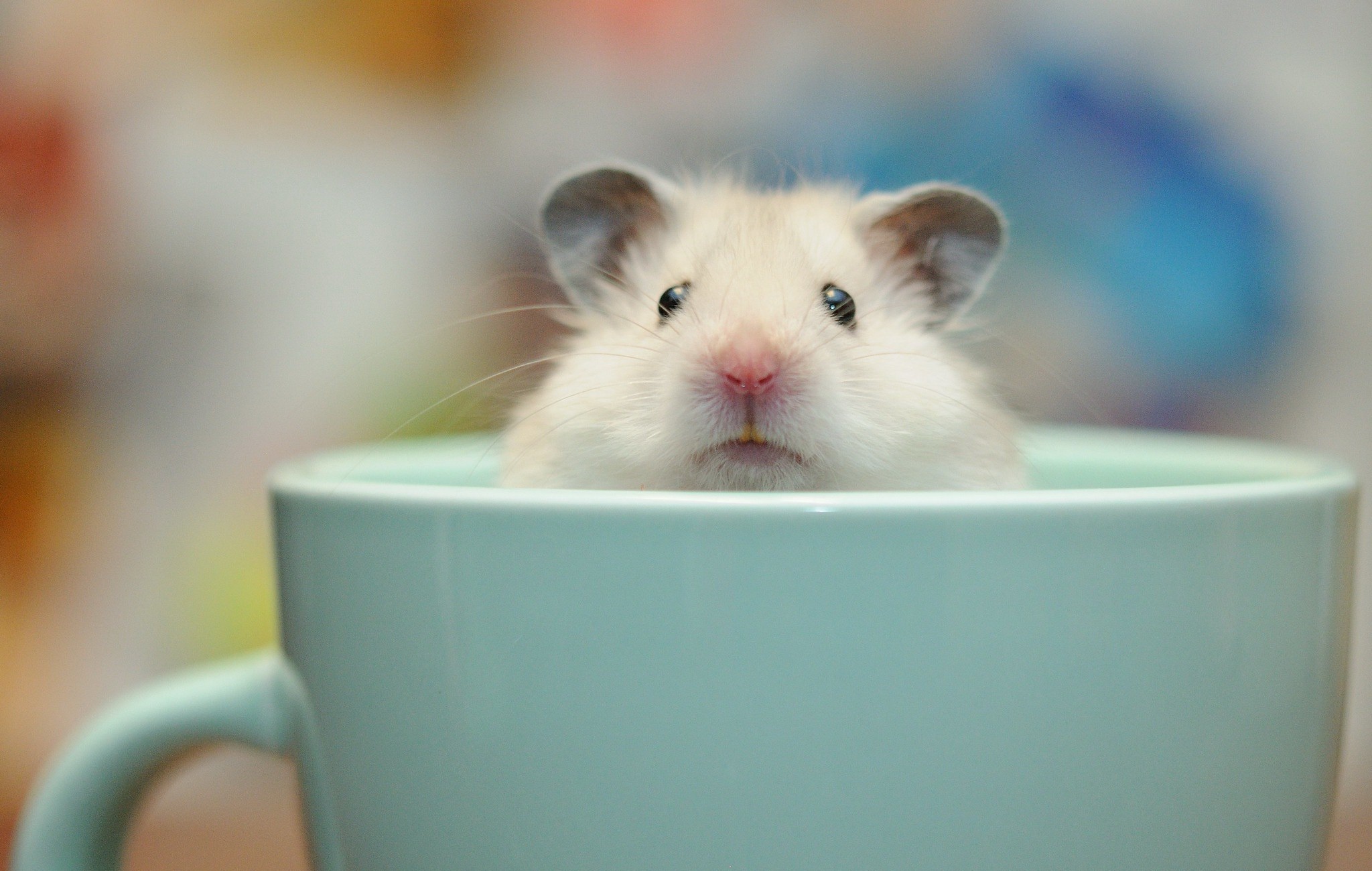 HD hamster wallpapers, Adorable and furry, Curious little creatures, Cute hamster moments, 2050x1300 HD Desktop