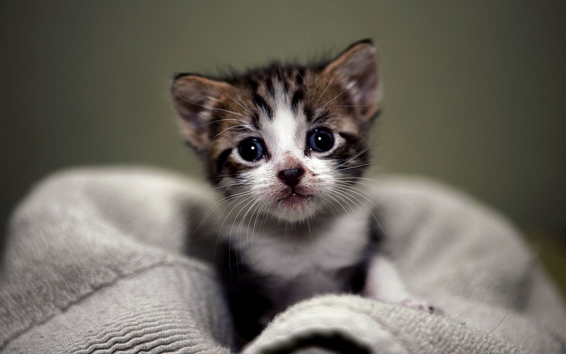 Kitten: Whiskers, Felidae, Baby cat. 1920x1200 HD Wallpaper.