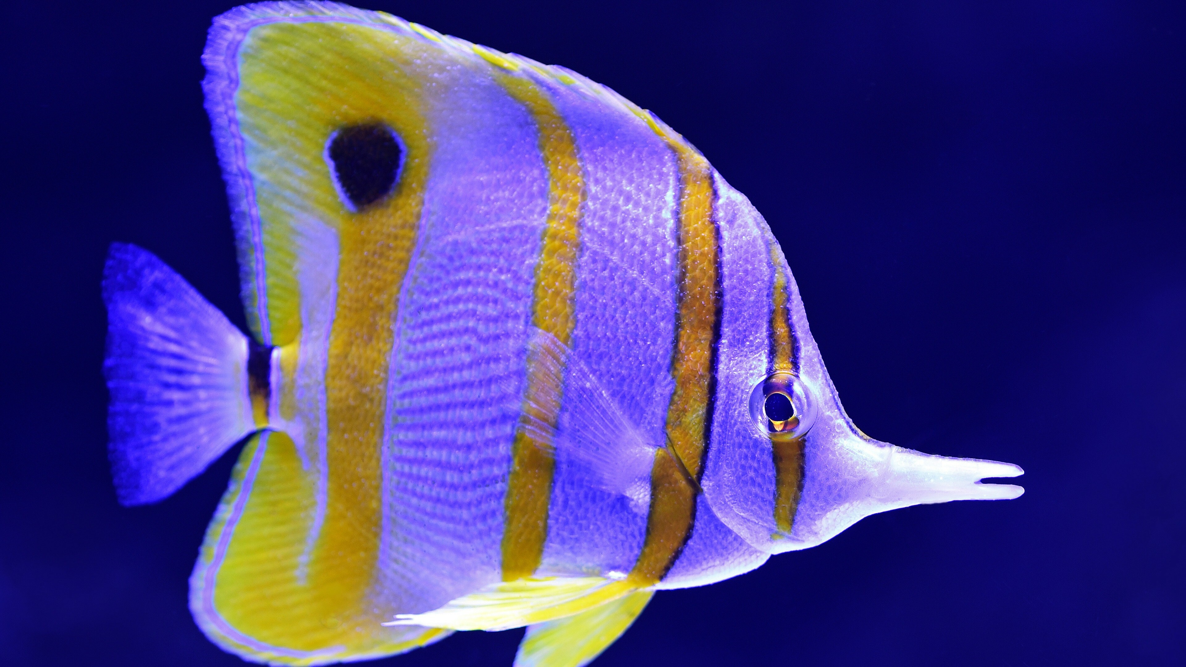 Fish: Copperband butterflyfish, Found in reefs in both the Pacific and Indian Oceans. 3840x2160 4K Background.