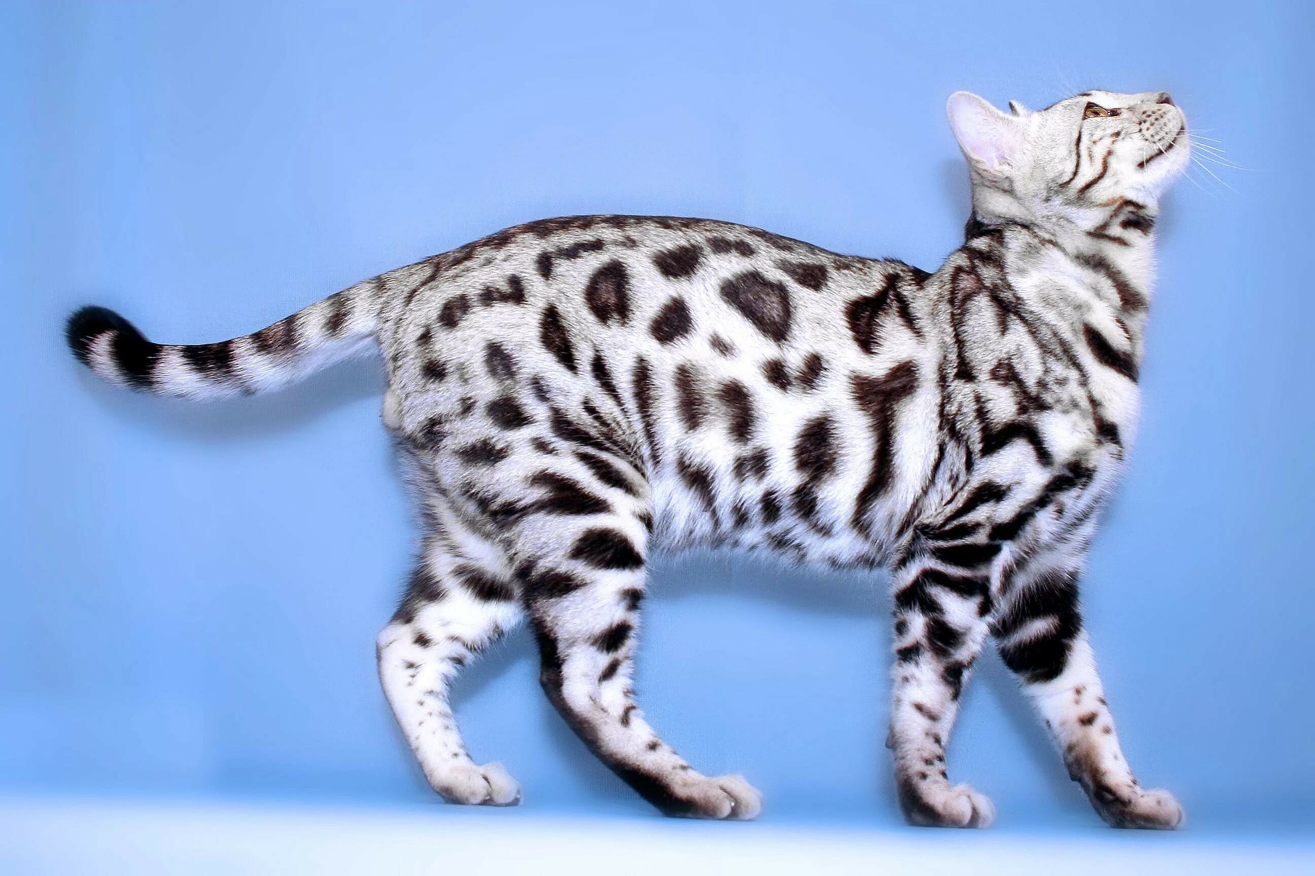 Bengal Cat: The only domestic breed of cat that has rosette markings. 2600x1730 HD Wallpaper.
