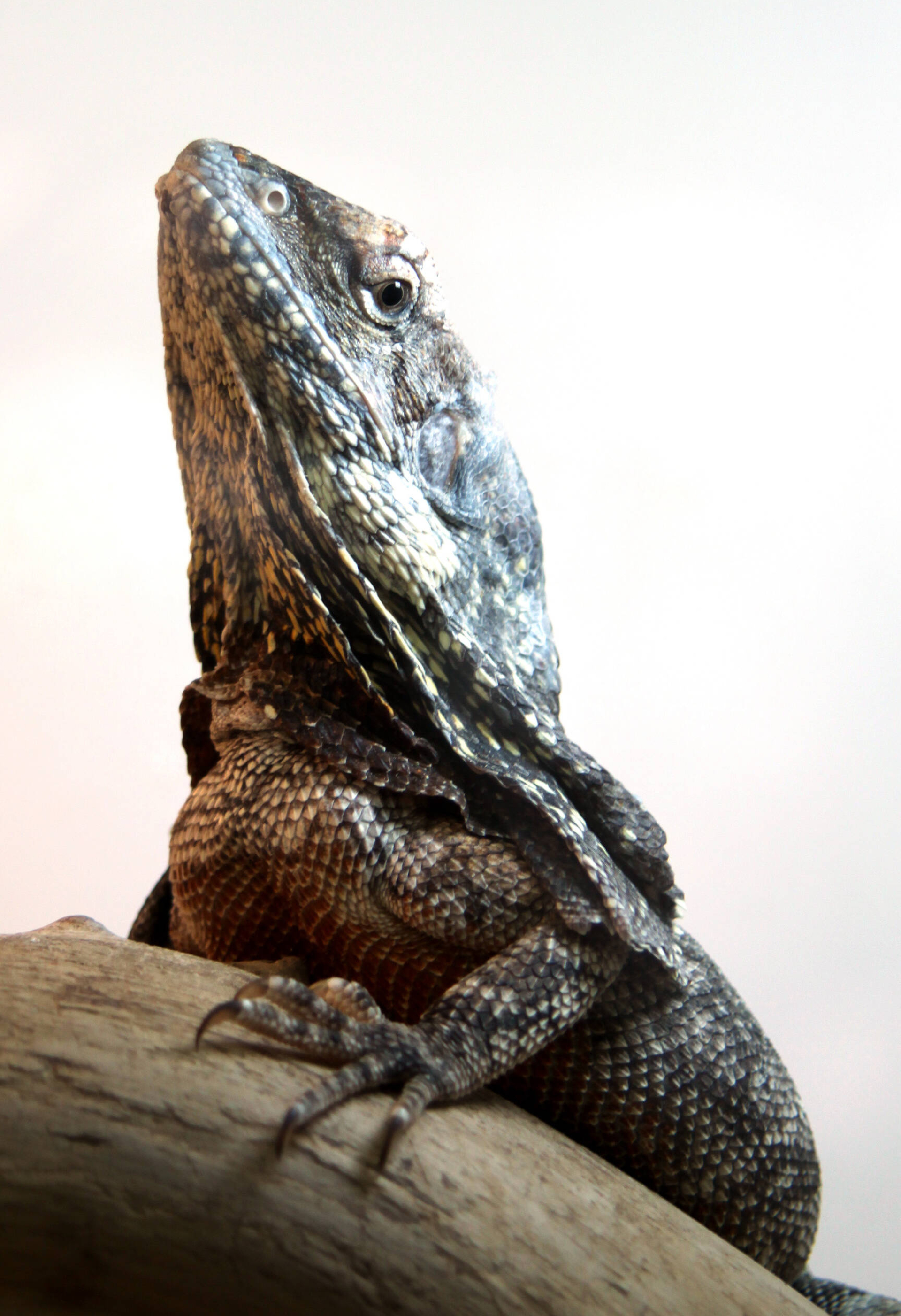 Lizards image collection, Free frill-necked lizard images, Reptile photography, CC BY license, 1920x2810 HD Phone
