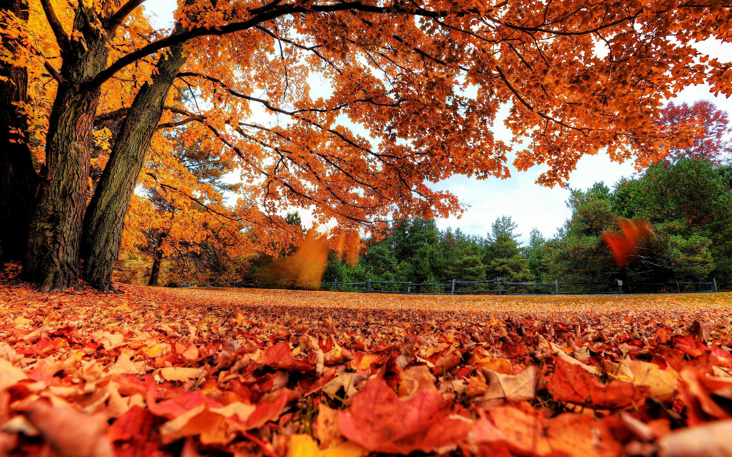 Leaves: Maple, Trees shedding their foliage. 2560x1600 HD Wallpaper.