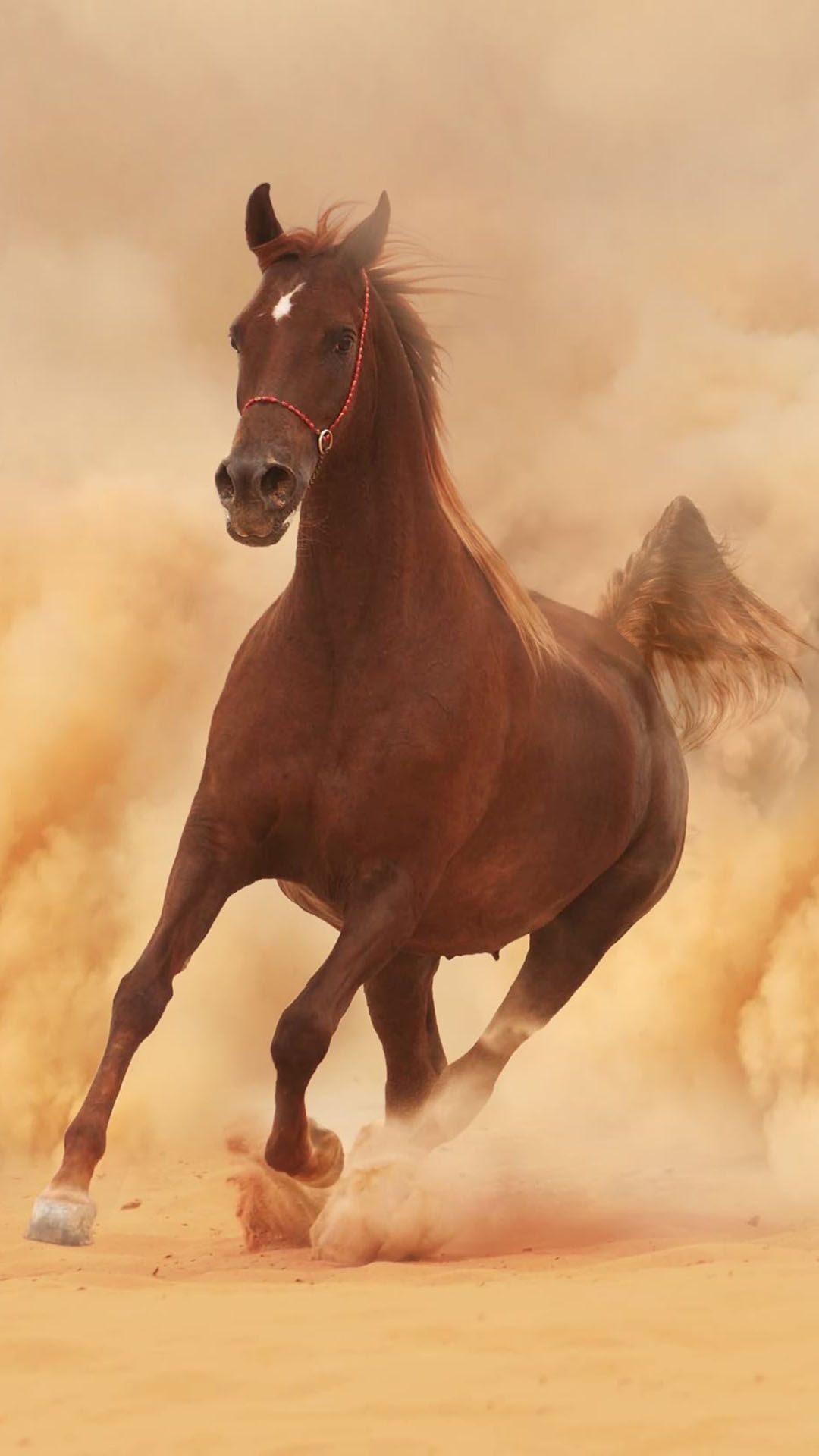 Horse: One of the most easily recognizable breeds in the world, originated on the Arabian Peninsula. 1080x1920 Full HD Background.