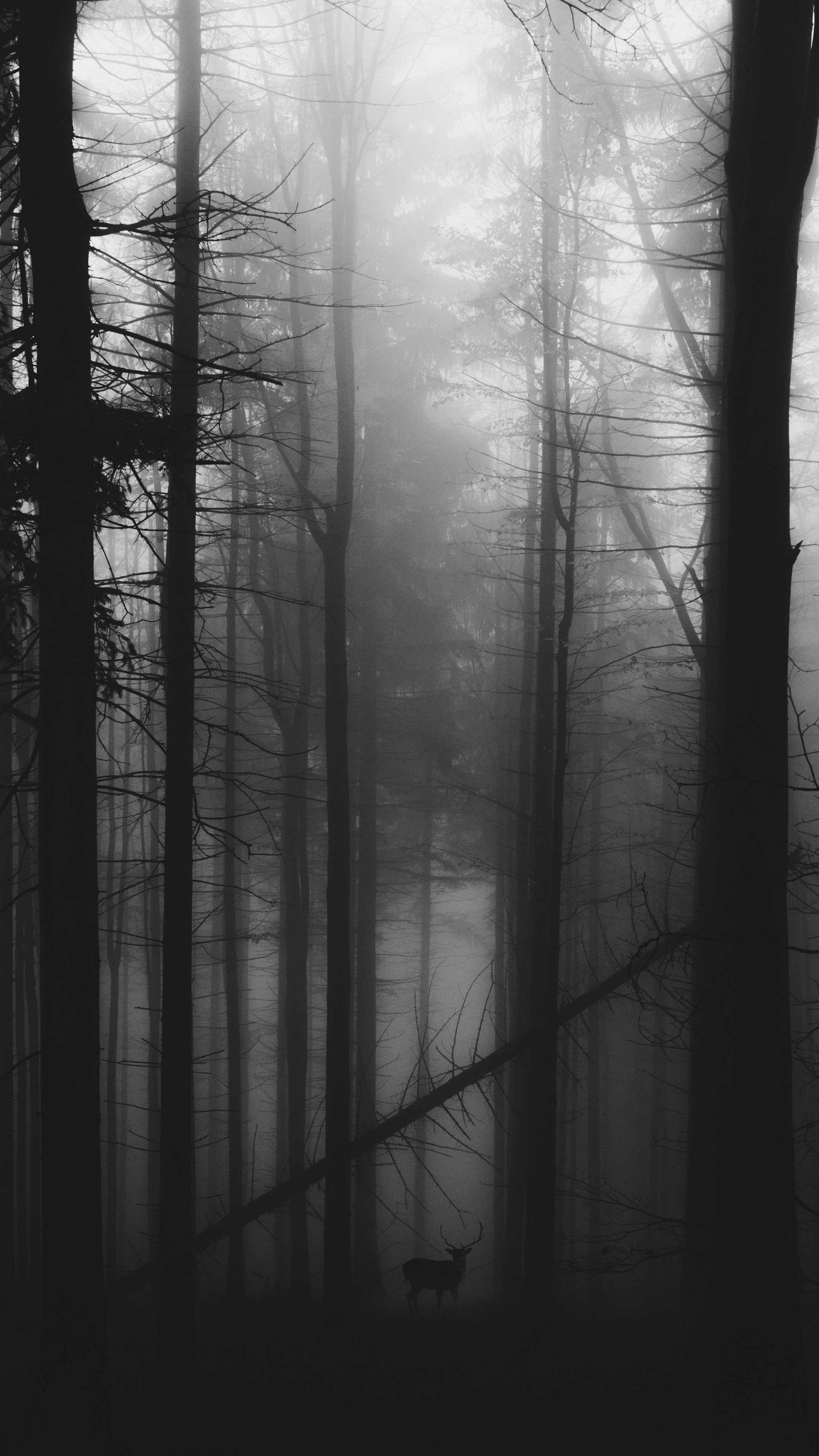 Haunted Forest, Mysterious Woods, Foggy Atmosphere, Creepy, 2160x3840 4K Phone