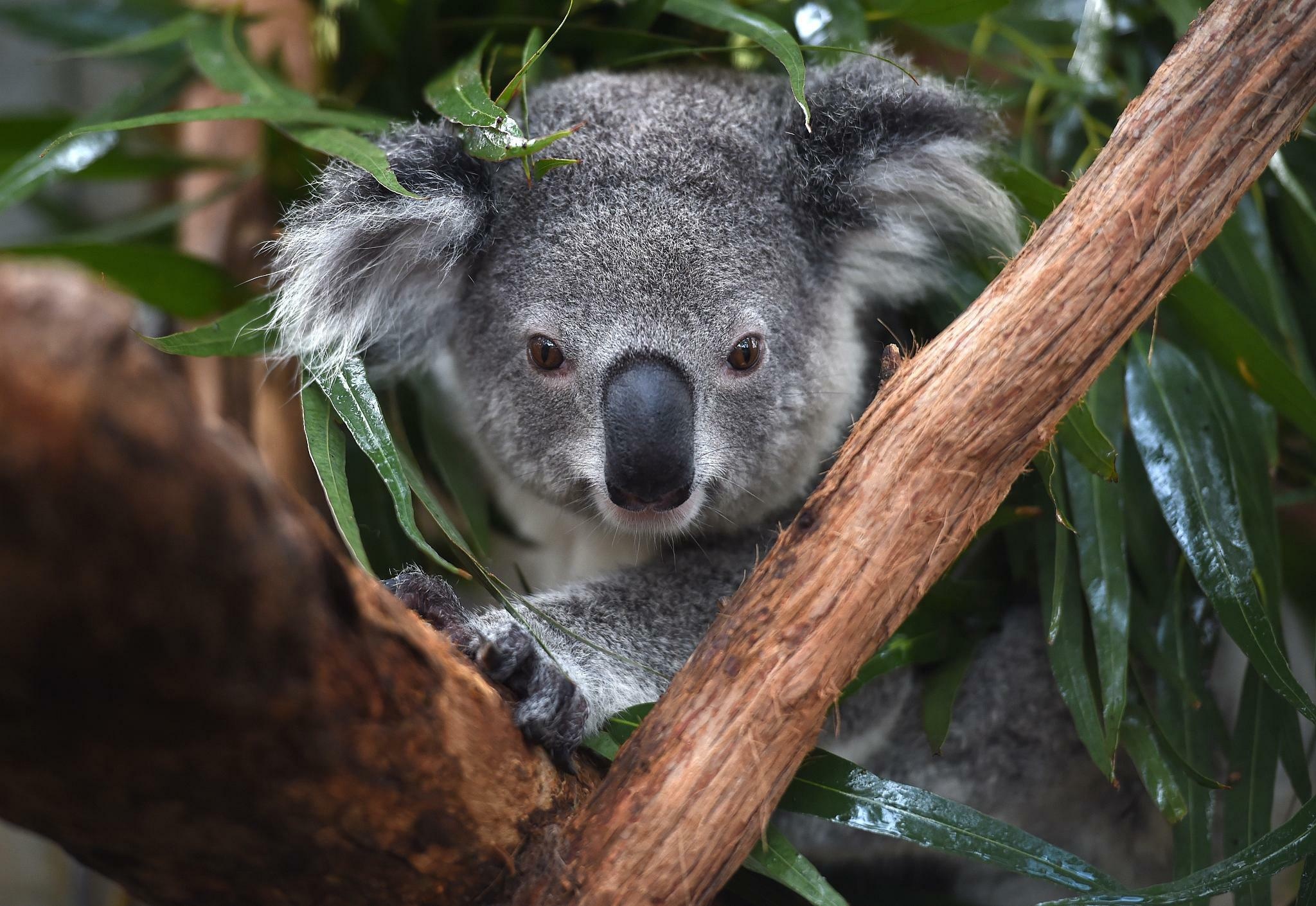Endangered koalas, Conservation concerns, Australian wildlife, Population decline, 2050x1410 HD Desktop