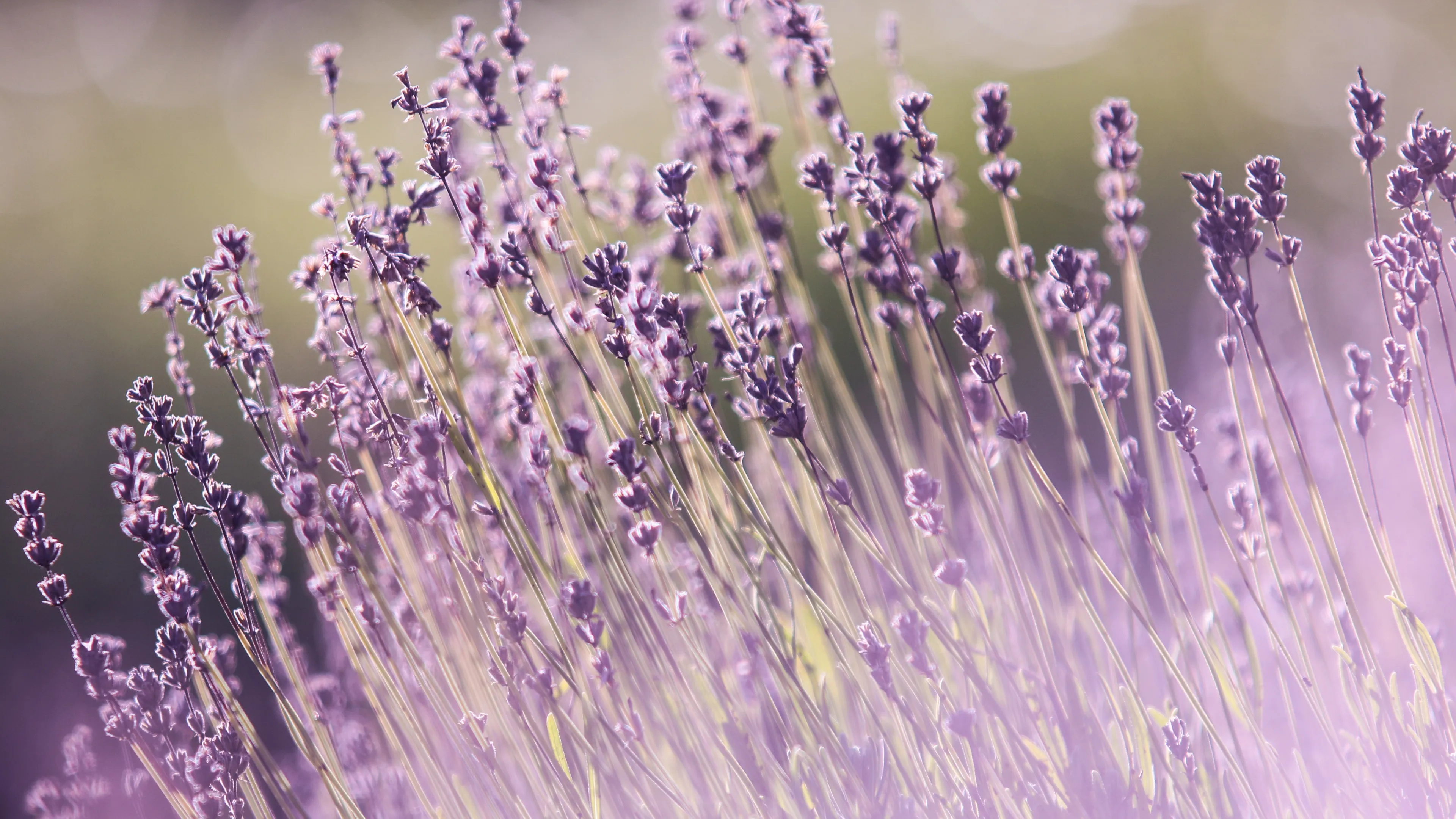 Nature lavender field, 4k flower wallpaper, Android mobiles, 3840x2160 4K Desktop