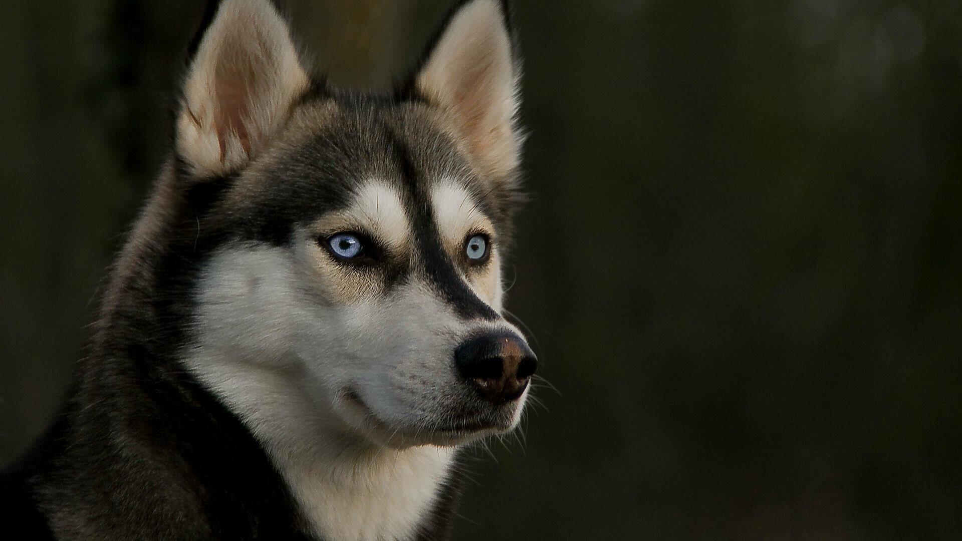 Siberian Husky: The breed can be extremely clever about escaping. 1920x1080 Full HD Background.