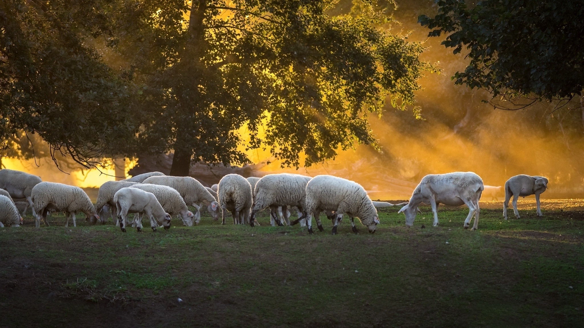Sheep farm grazing, Livestock tree, Wallpx resolution, 2050x1160 HD Desktop