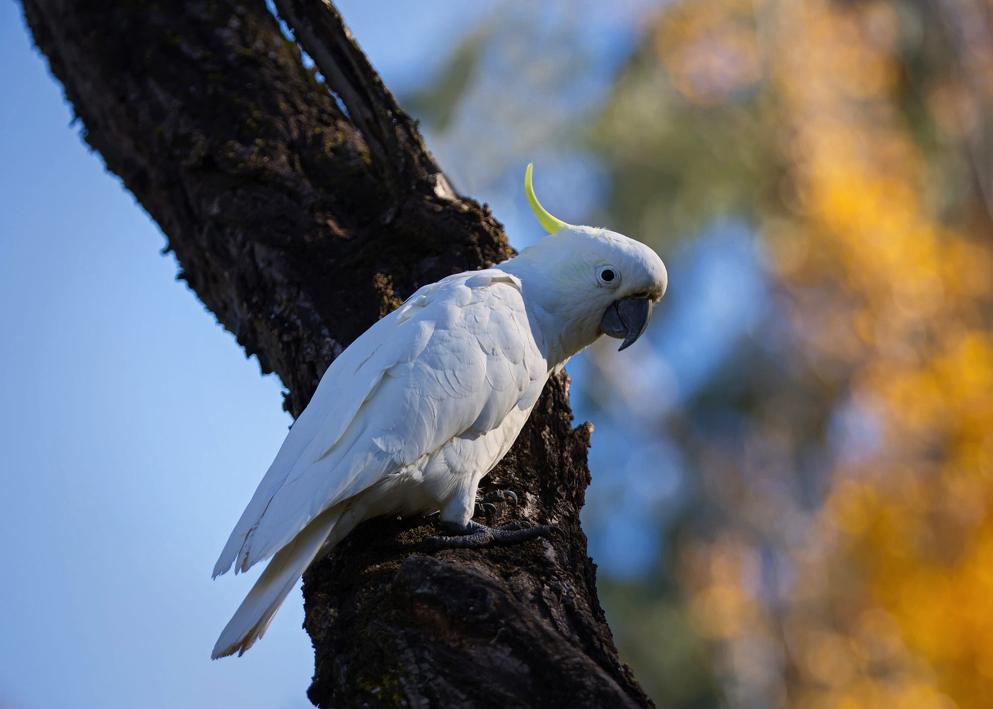 Cockatoo: Sulphur-Crested Cockatoo, Found in New Guinea In 1849. 2000x1430 HD Background.