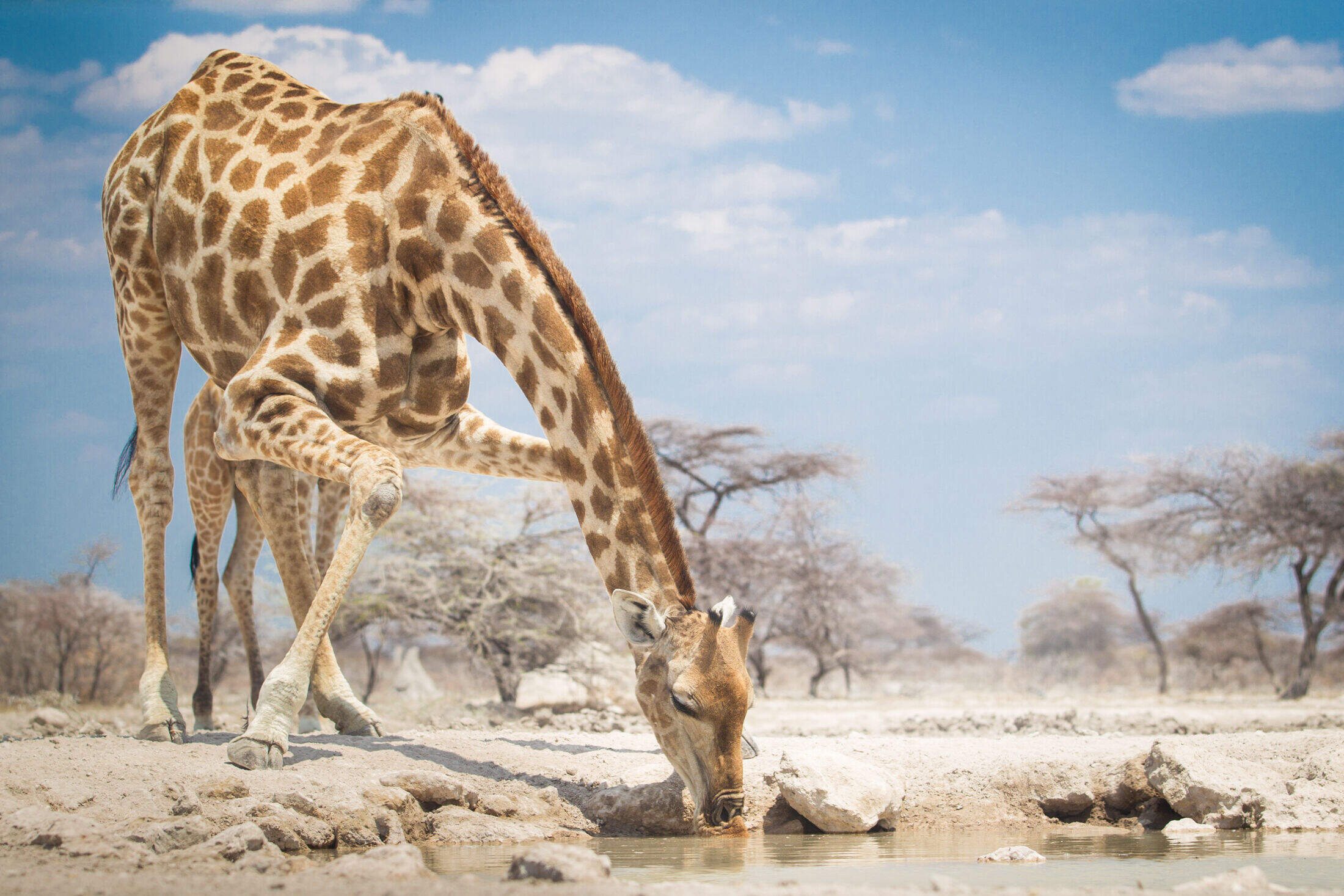 Etosha National Park, Safari reviews, Expert Africa, Travellers, 2200x1470 HD Desktop