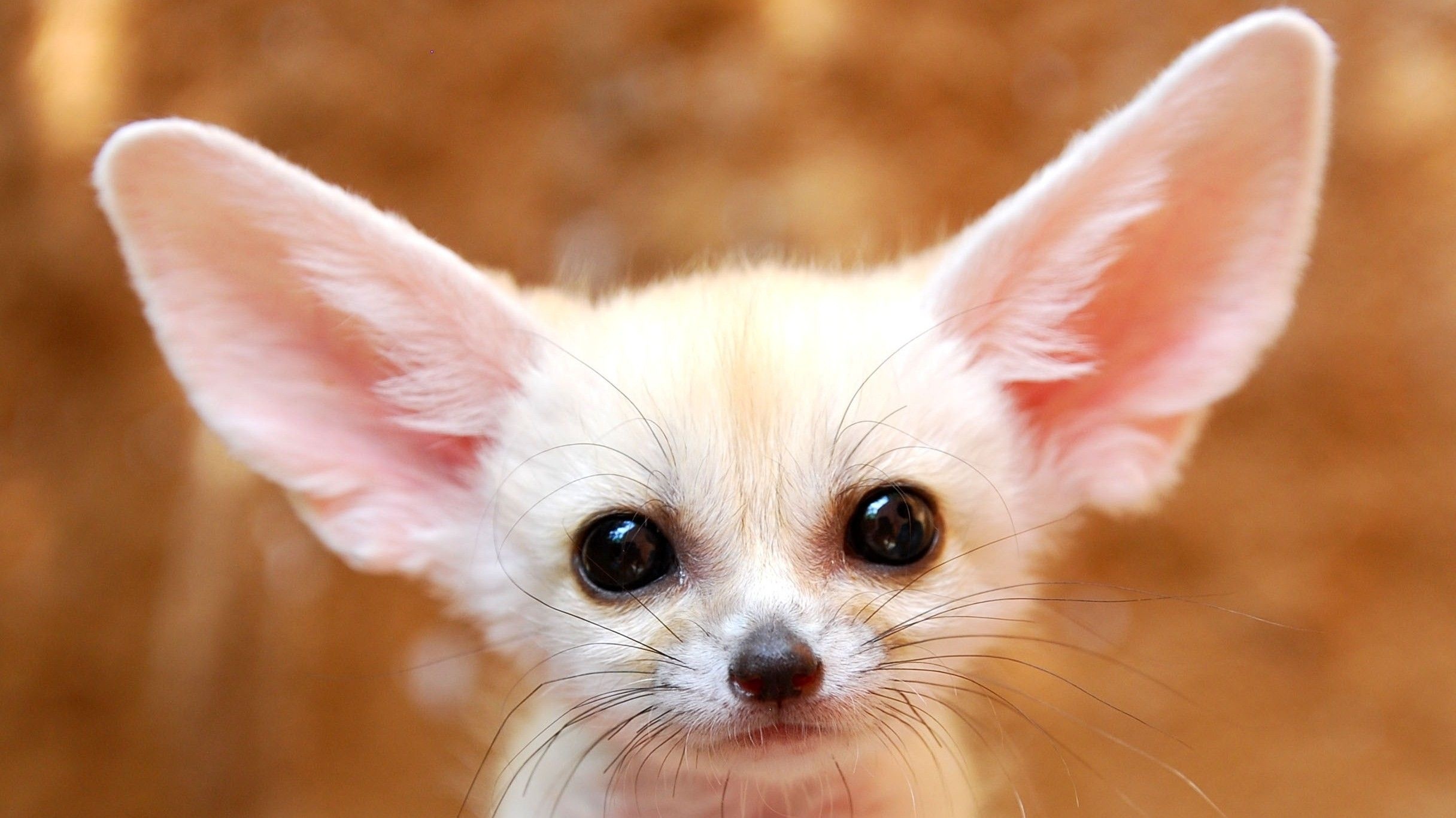 Fennec Fox, Baby fox wallpapers, Cute baby animal, Adorable fox cub, 2440x1370 HD Desktop