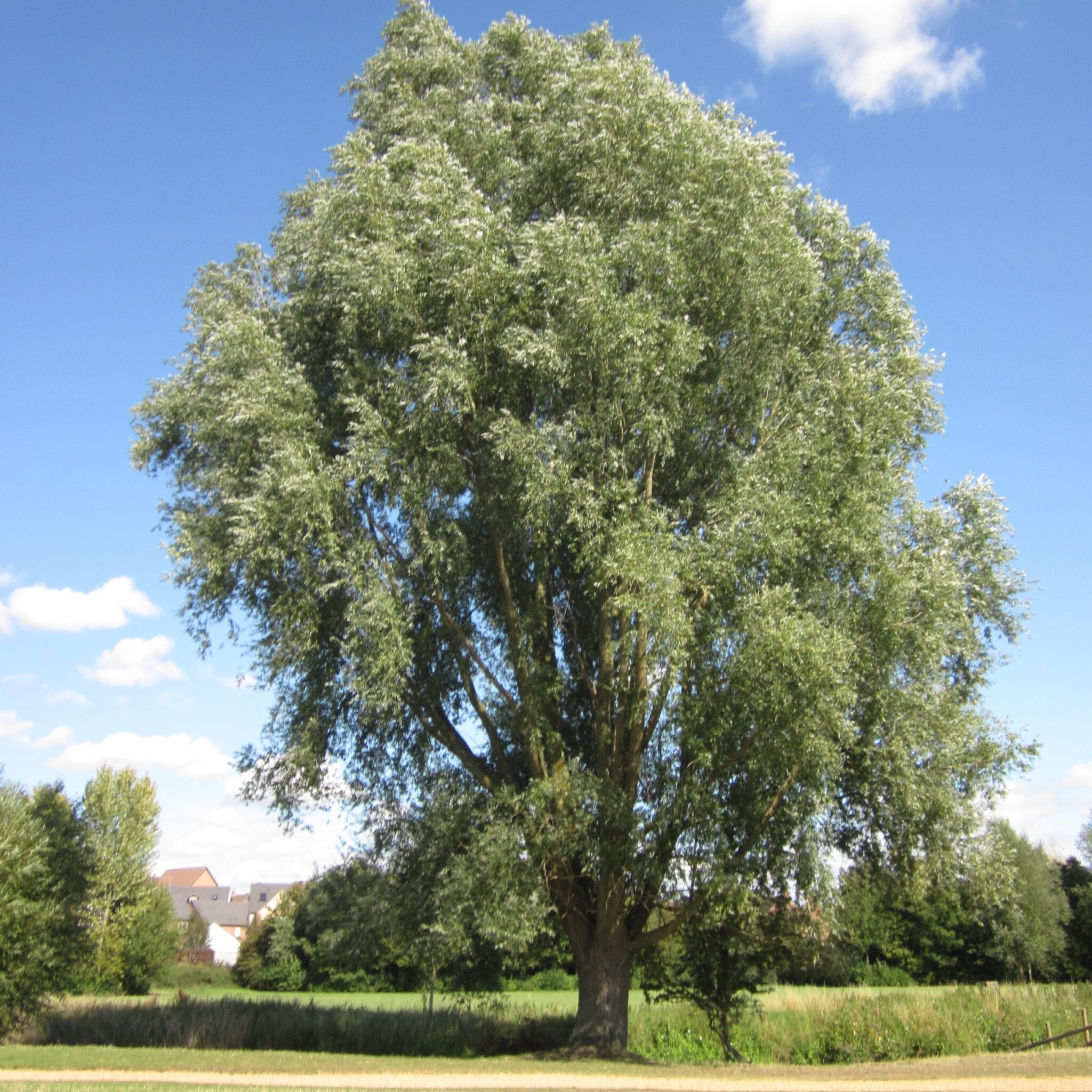 Willow Tree, UK guide, Identification, 2050x2050 HD Handy