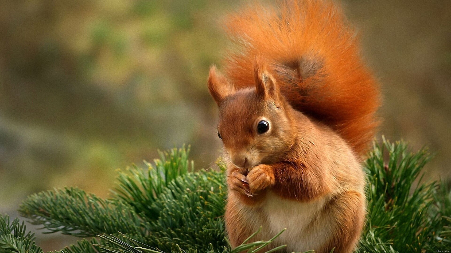 Squirrel: A small animal covered in fur with a long tail. 1920x1080 Full HD Background.