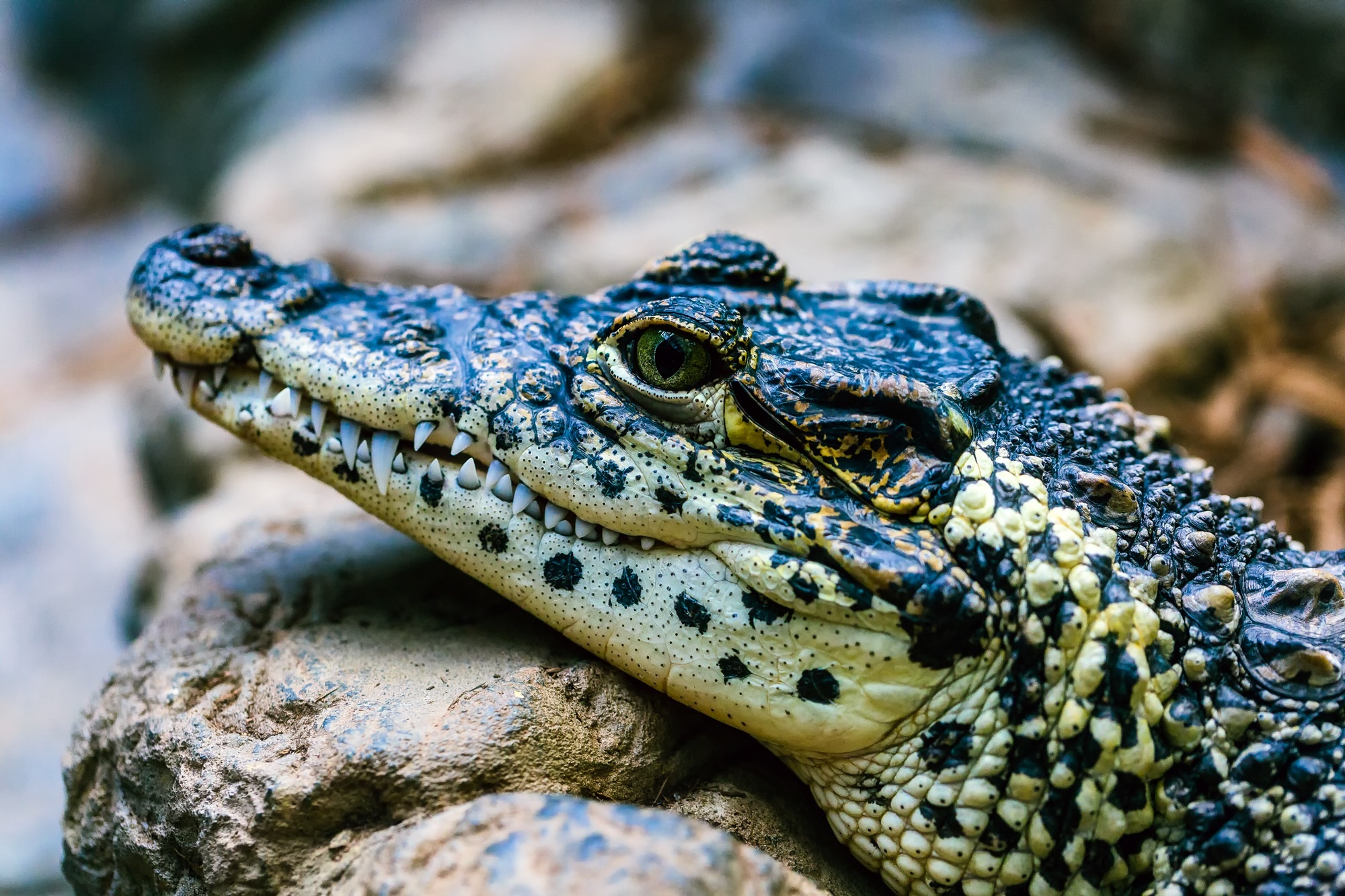 Crocodile: Hatchlings primarily survive on water insects like snails, crustaceans, frogs. 2000x1340 HD Wallpaper.