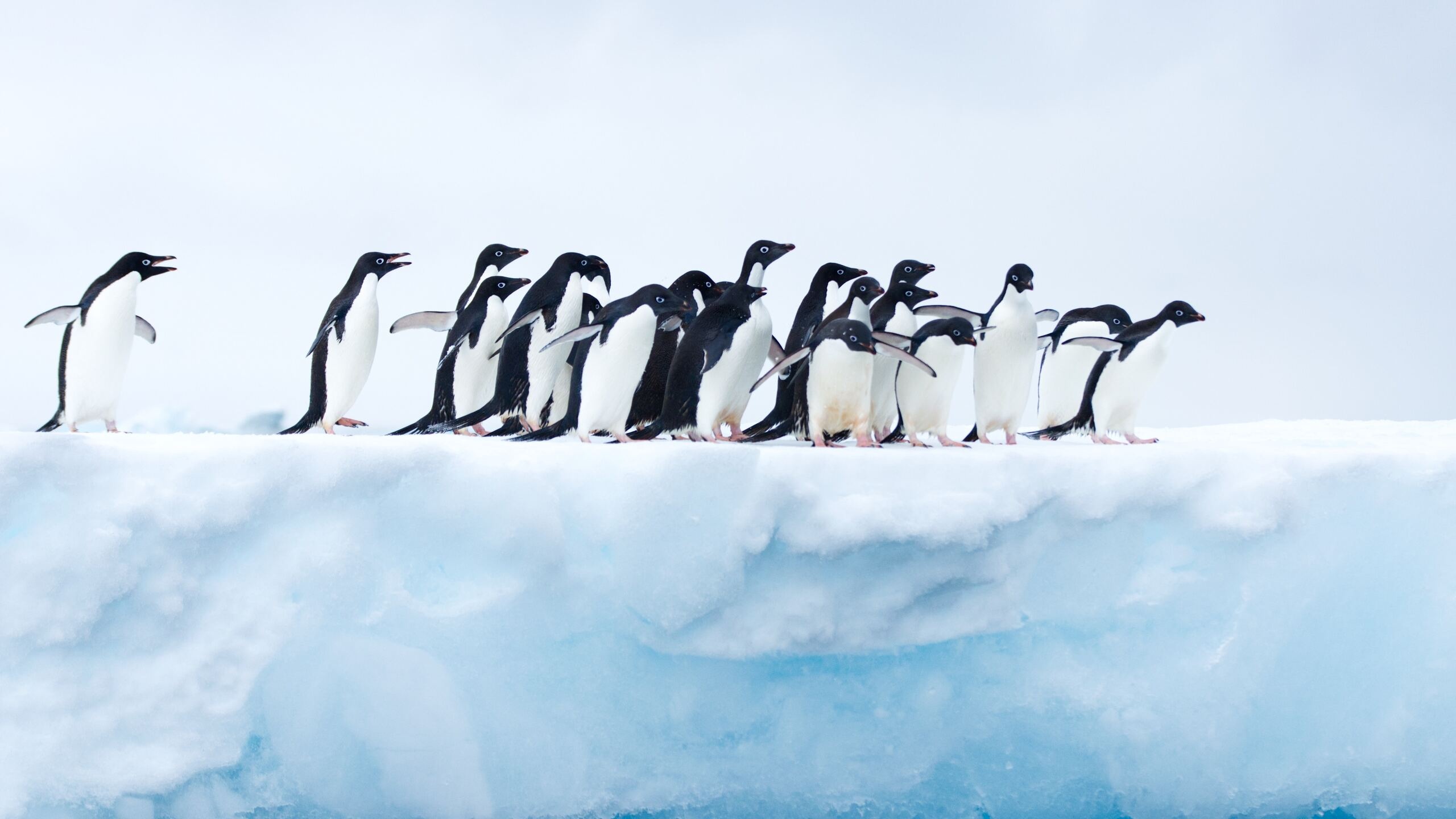 Penguins in Antarctica, Breathtaking 1440p, Arctic wonders, HD and 4K images, 2560x1440 HD Desktop
