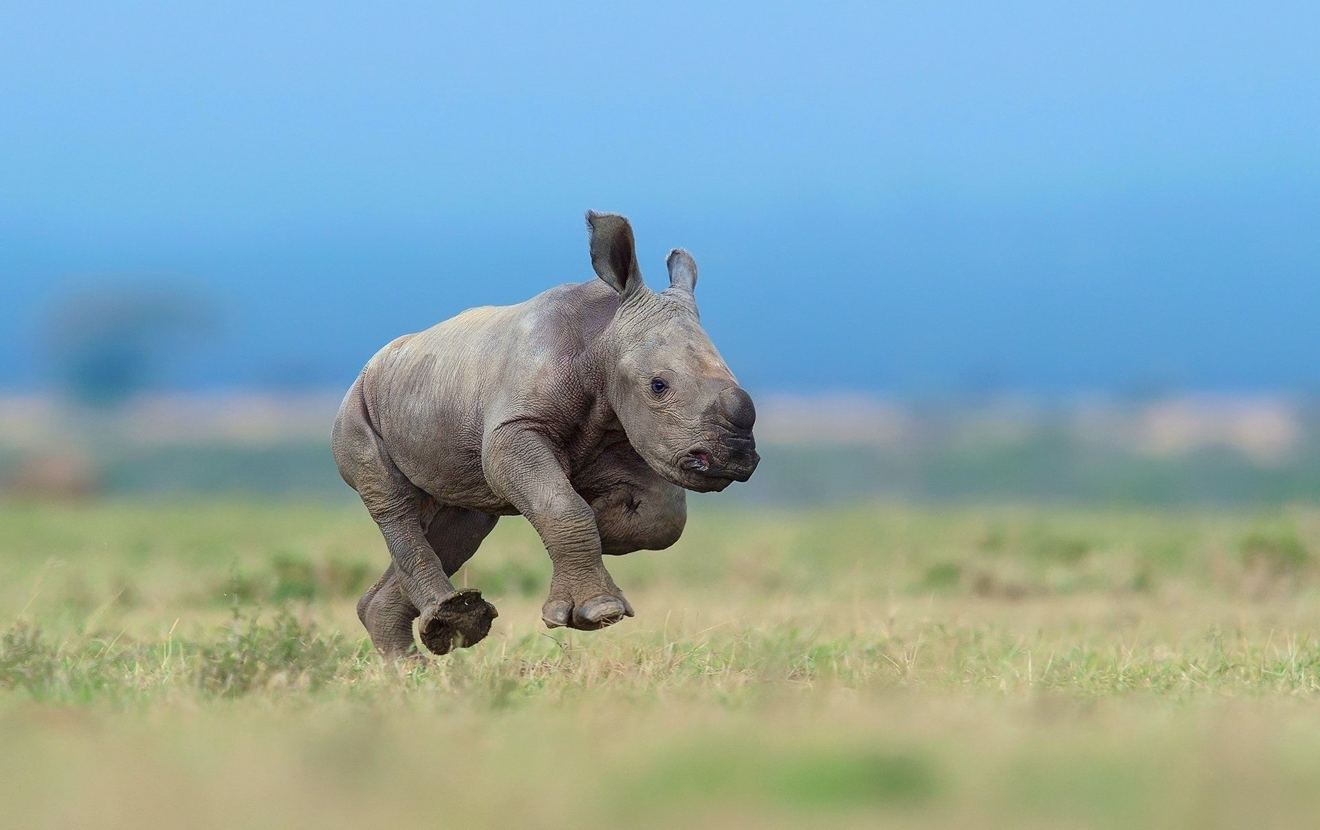 Baby rhinoceros, Adorable innocence, Graceful movement, Nature's miracle, 1920x1210 HD Desktop