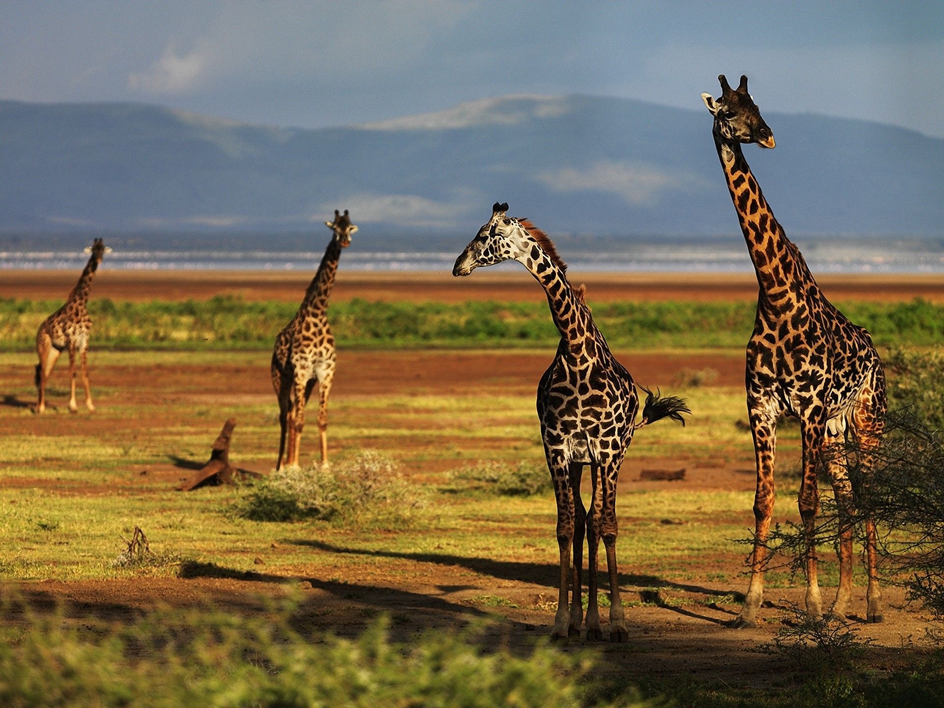 Giraffe: The tallest animal in the world, attaining a height of 5.5m, its incredibly long neck accounting for much of its height. 1920x1440 HD Background.