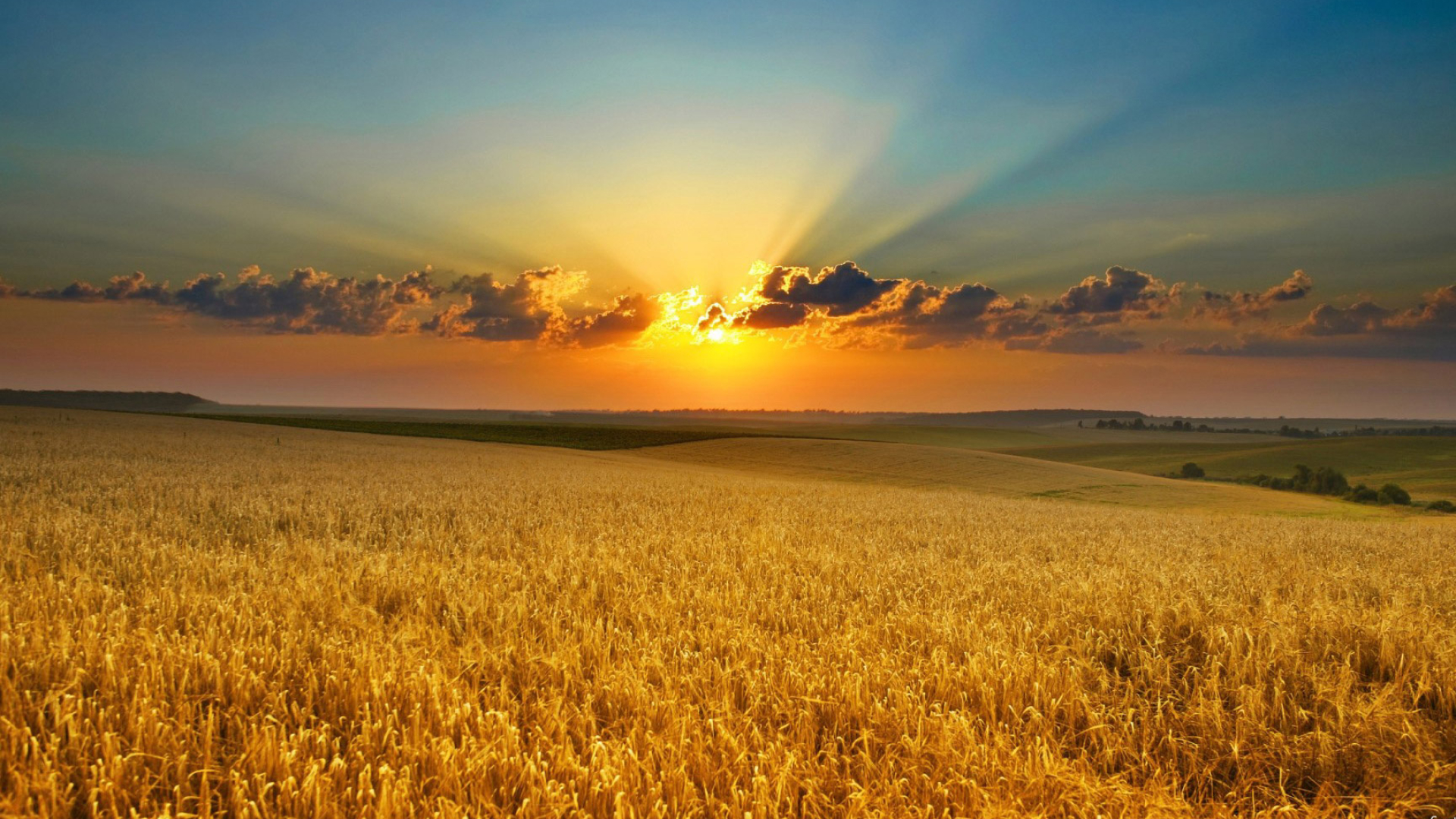 Farm: Agronomy, Crop, Land for agricultural purposes. 1920x1080 Full HD Wallpaper.
