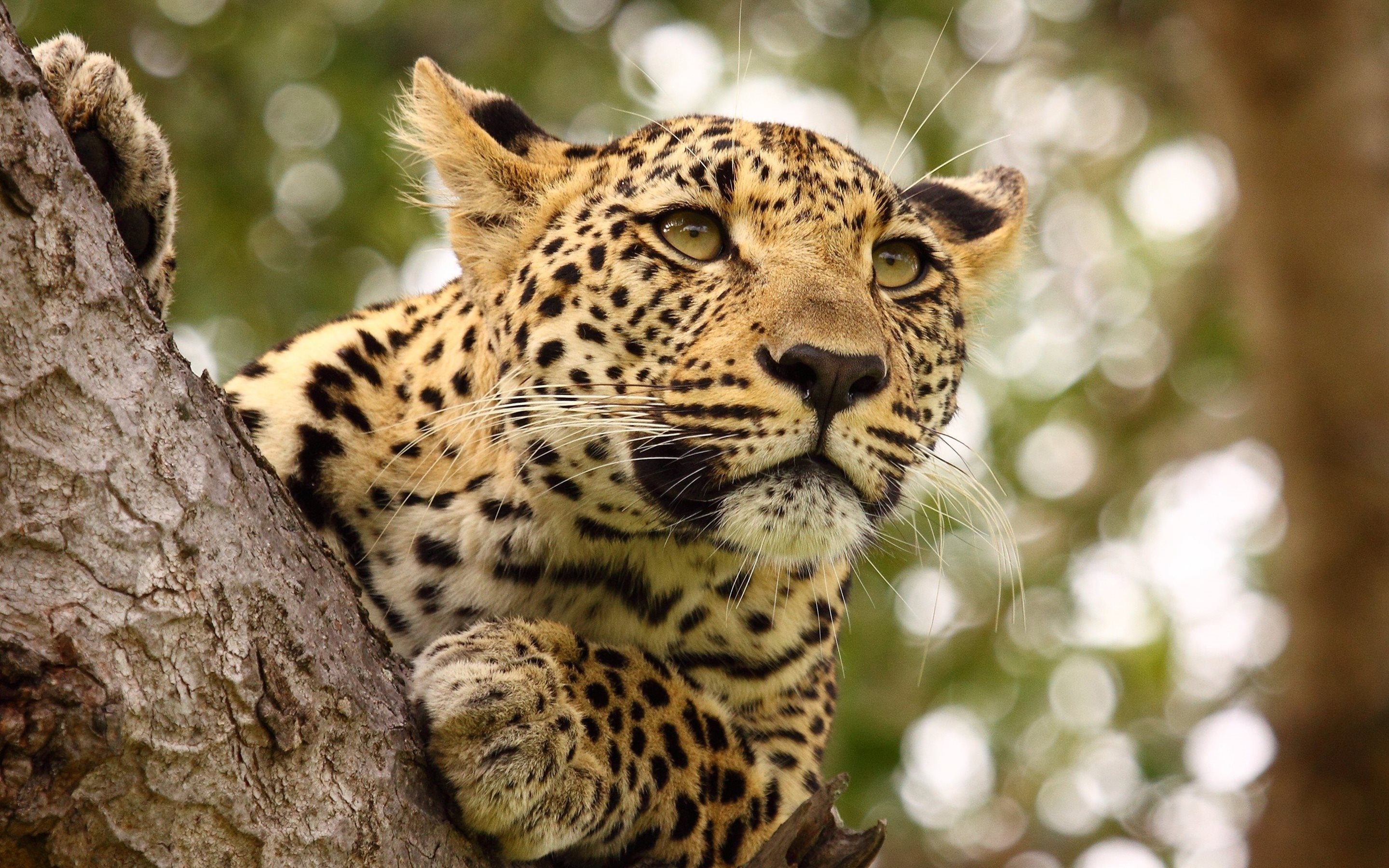 Leopard in freier Wildbahn in der Serengeti, 2880x1800 HD Desktop
