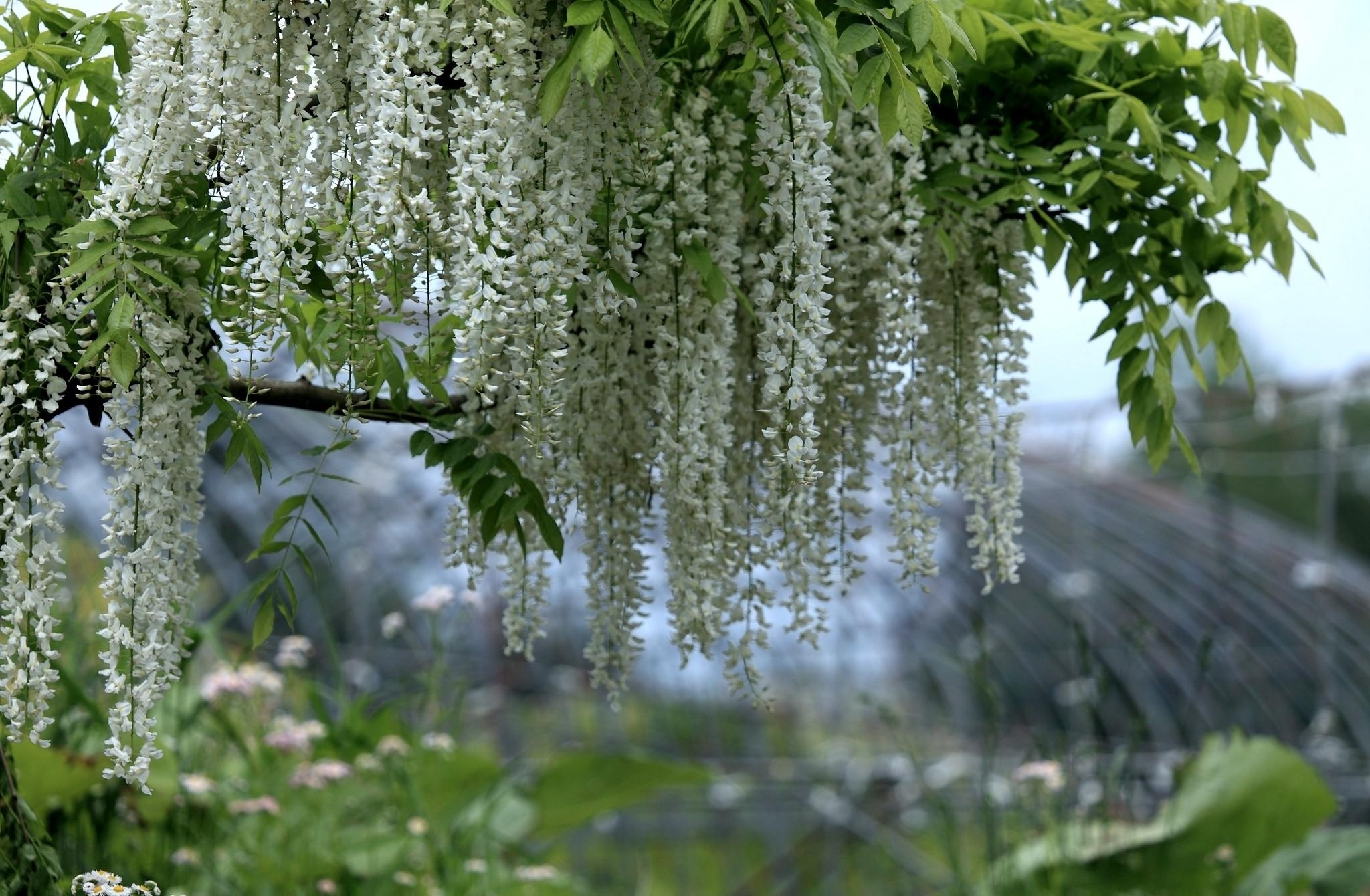 Acacia Tree, Nature's gift, Tree's majesty, Scenic beauty, 2050x1340 HD Desktop