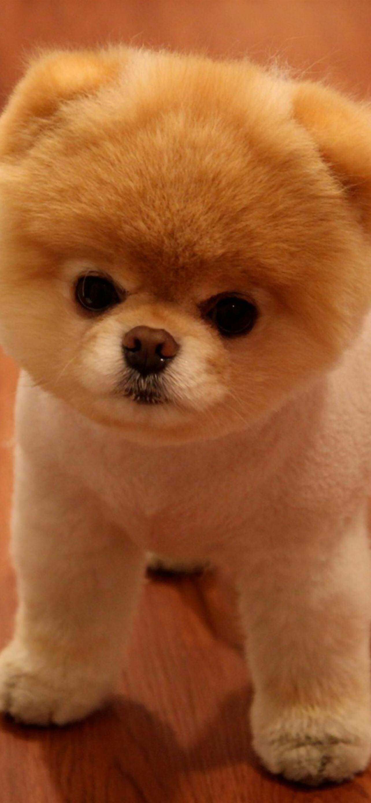 Pomeranian: Cute dog, The breed is intelligent and respond well to training. 1290x2780 HD Wallpaper.