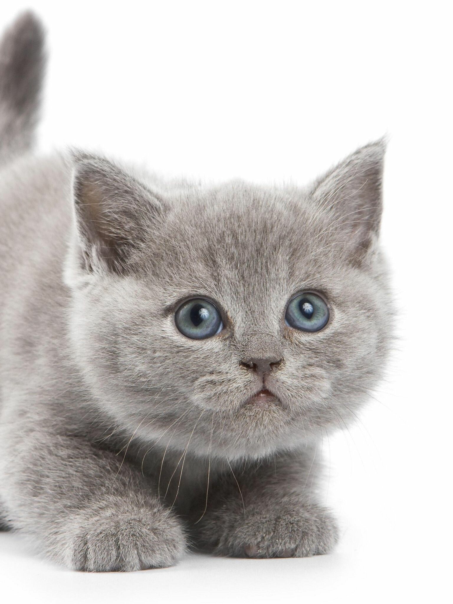 Kitten: Gray juvenile cat, Born with closed eyes. 1540x2050 HD Wallpaper.