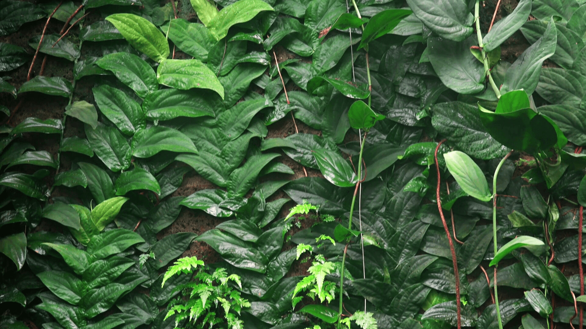 Jungle: A very dense forest, Undisturbed area, A rural district. 1920x1080 Full HD Background.