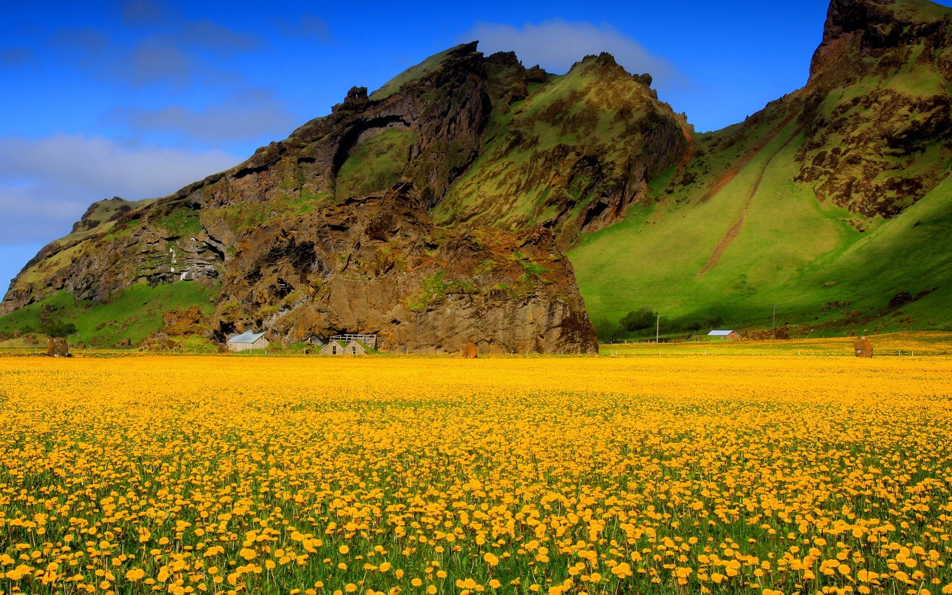Flower Field: Dandelions, A hardy perennial, Mountainous landscape. 1920x1200 HD Background.
