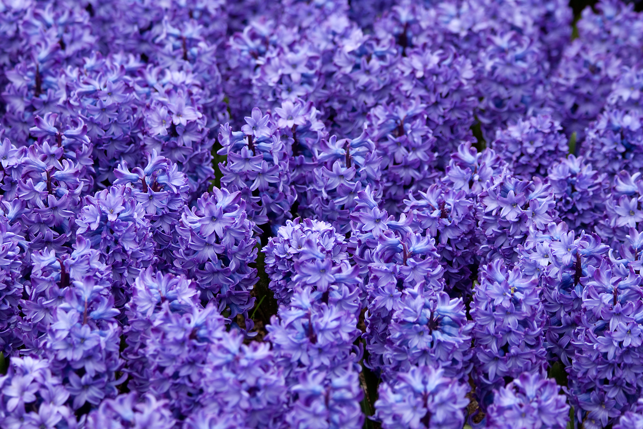 Purple hyacinths, HD wallpaper, Nature's elegance, Floral spectacle, 2050x1370 HD Desktop