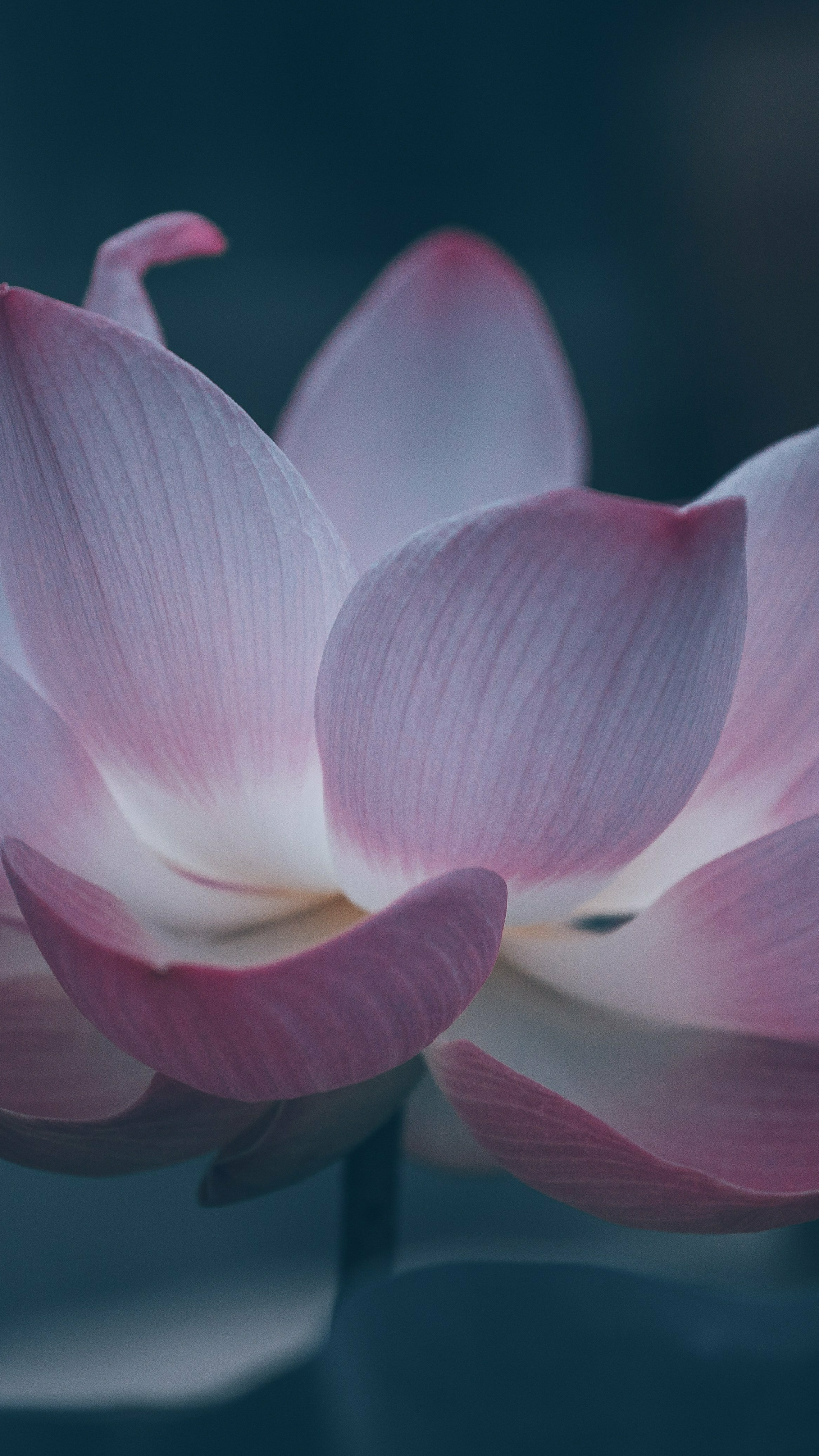 Bloom beautiful pink lotus, Sony Xperia Z5 Premium Dual, 2160x3840 4K Phone