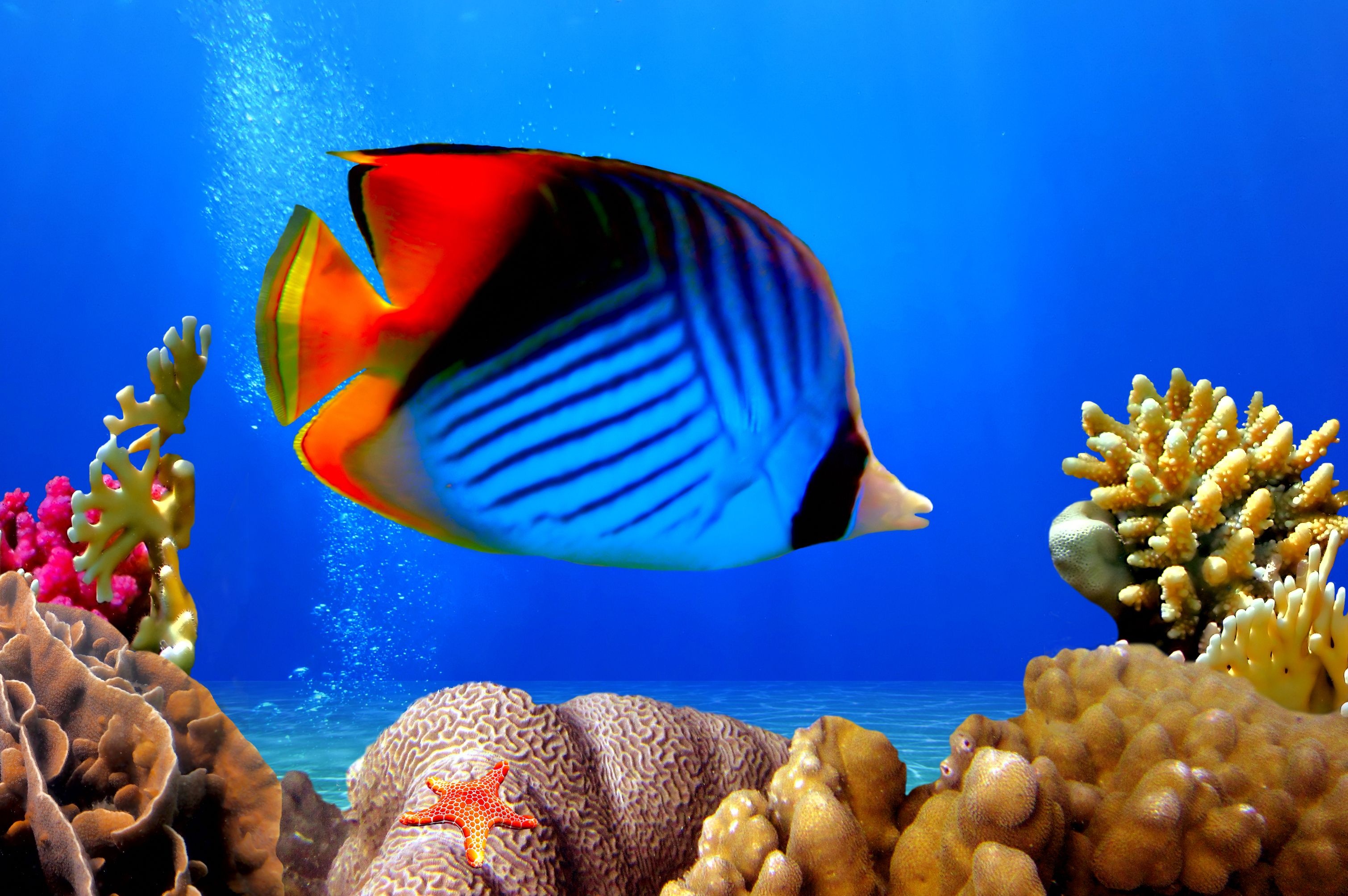 Tropical coral reef wallpaper, Underwater ocean scene, Colorful fish, Underwater nature, 3020x2010 HD Desktop