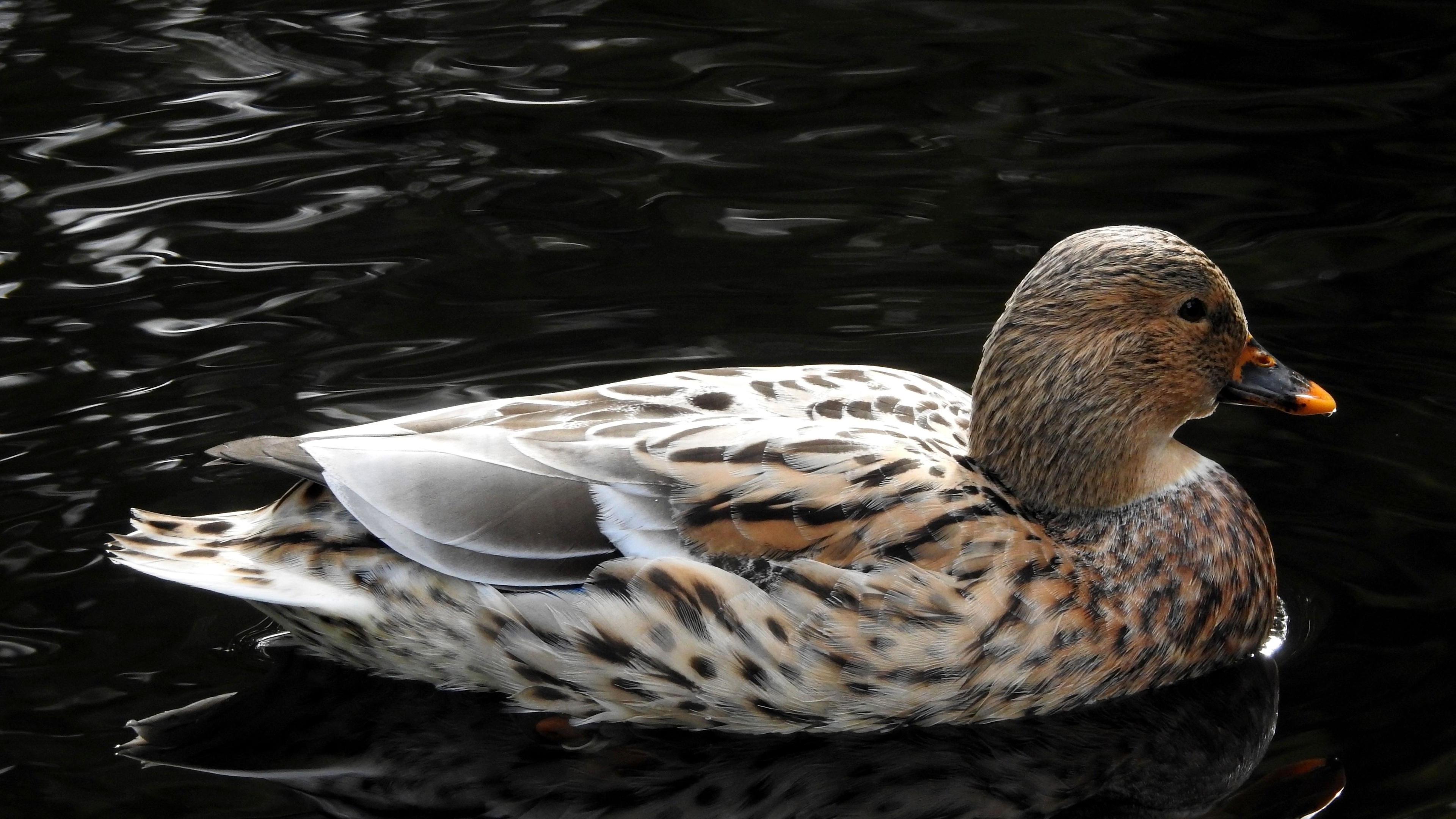 Duck in pond, 4k HD wallpaper, Stunning visuals, Serene natural setting, 3840x2160 4K Desktop