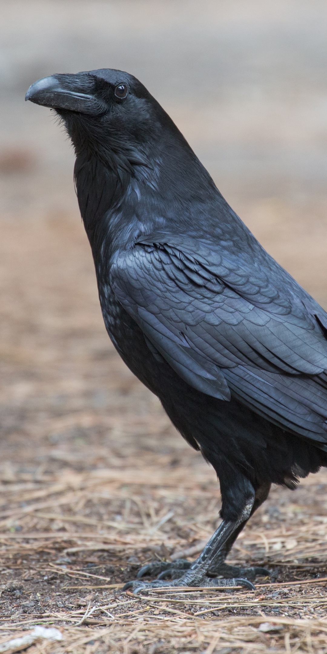Animal, Raven, Bird, Wildlife, 1080x2160 HD Phone