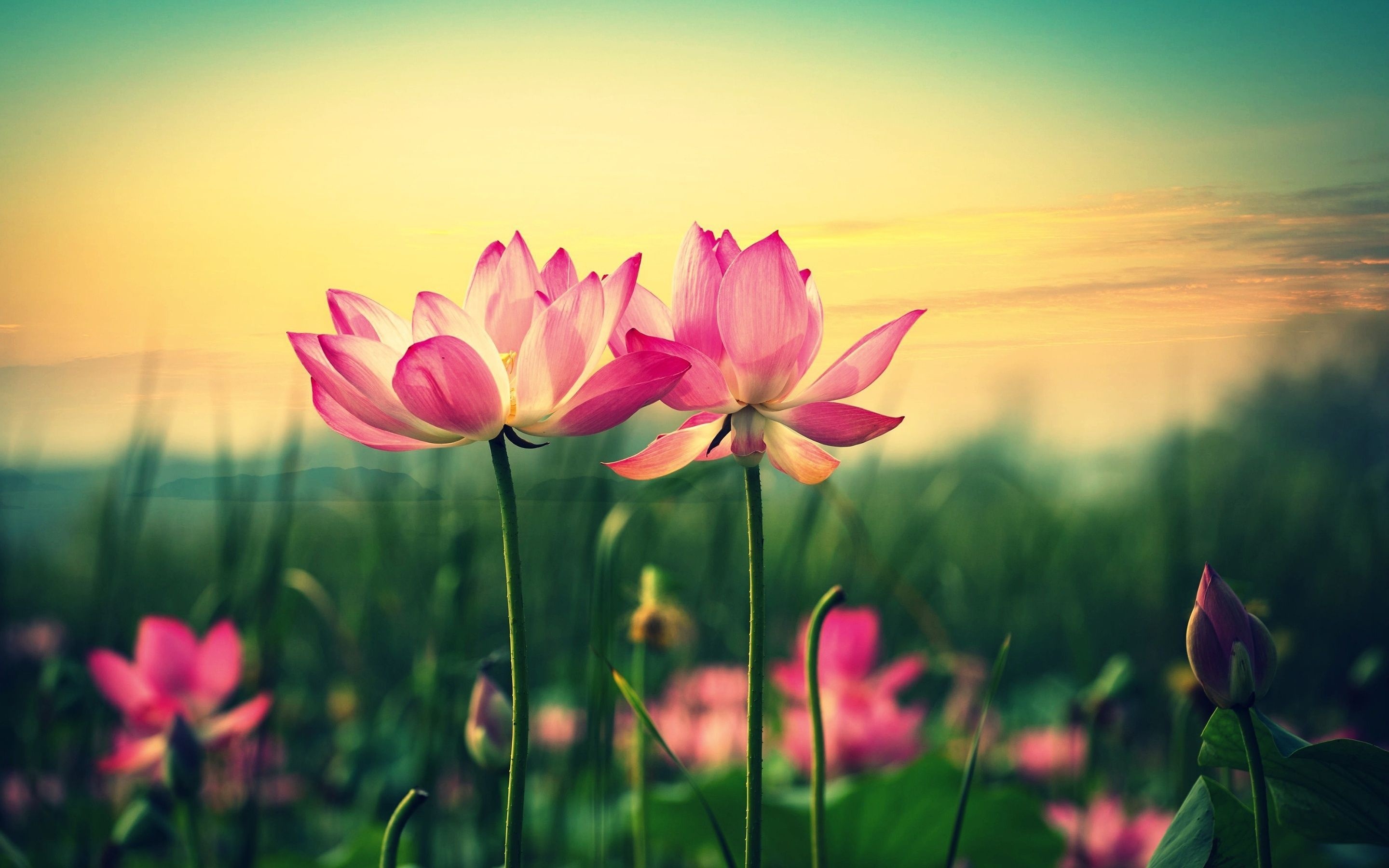 Lotus flower wallpaper, Artistic design, Floral perfection, Refreshing visuals, 2880x1800 HD Desktop
