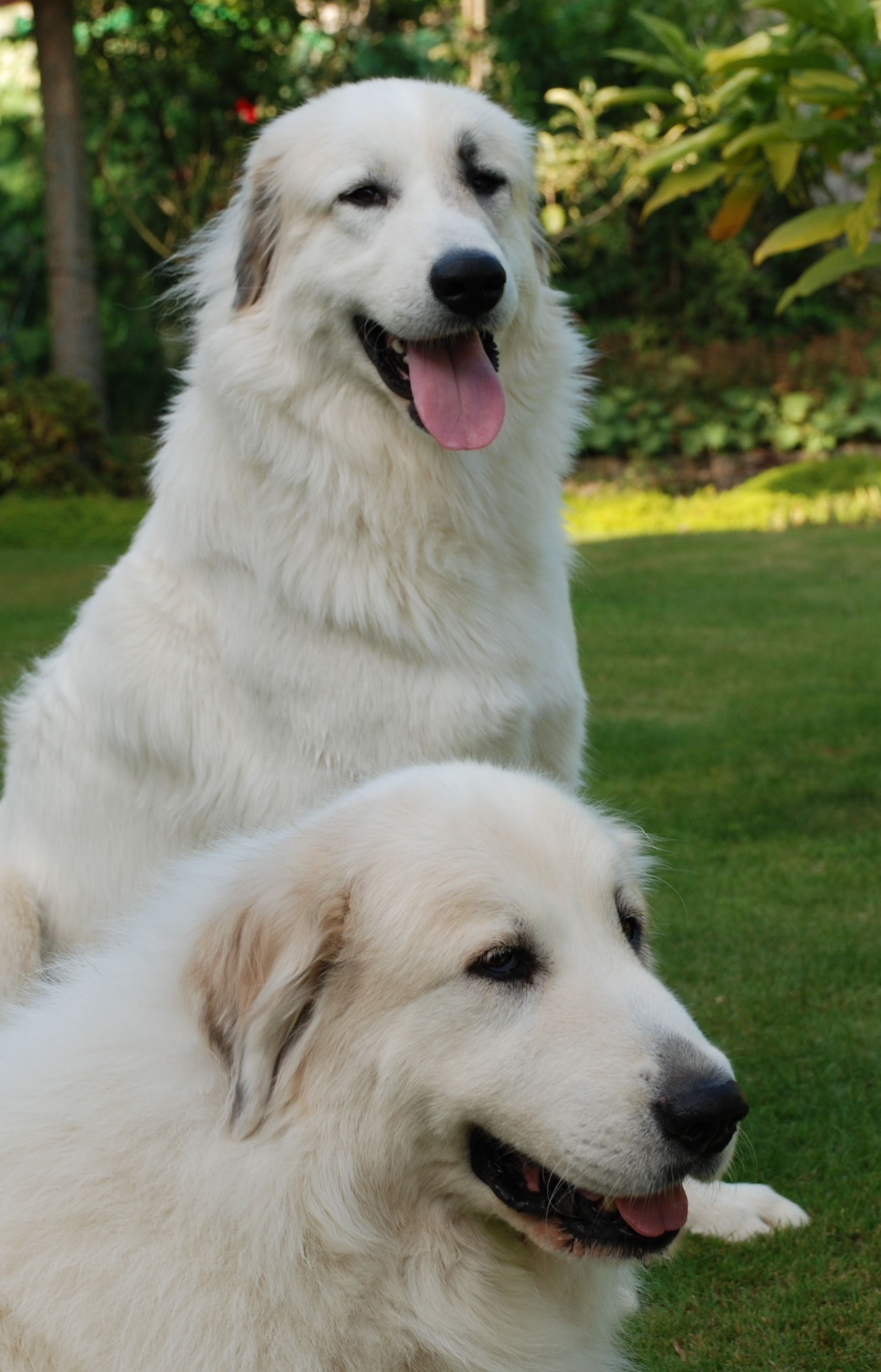 Beautiful Great Pyrenees, Stunning Canines, 1930x3010 HD Phone
