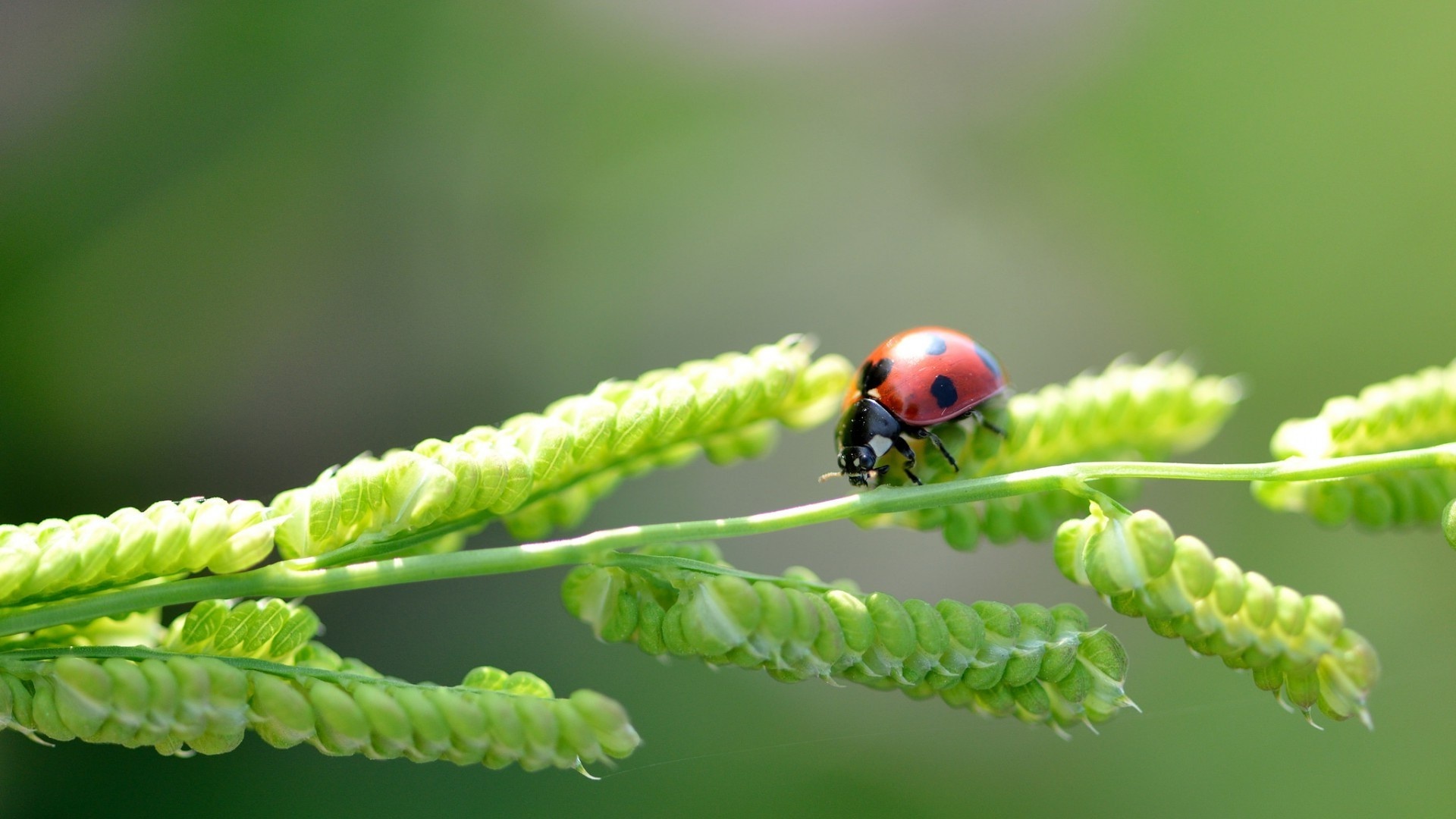 Ladybugs in nature, Plants and insects, Nature's tiny wonders, Wallpapers worth buzzing about, 1920x1080 Full HD Desktop