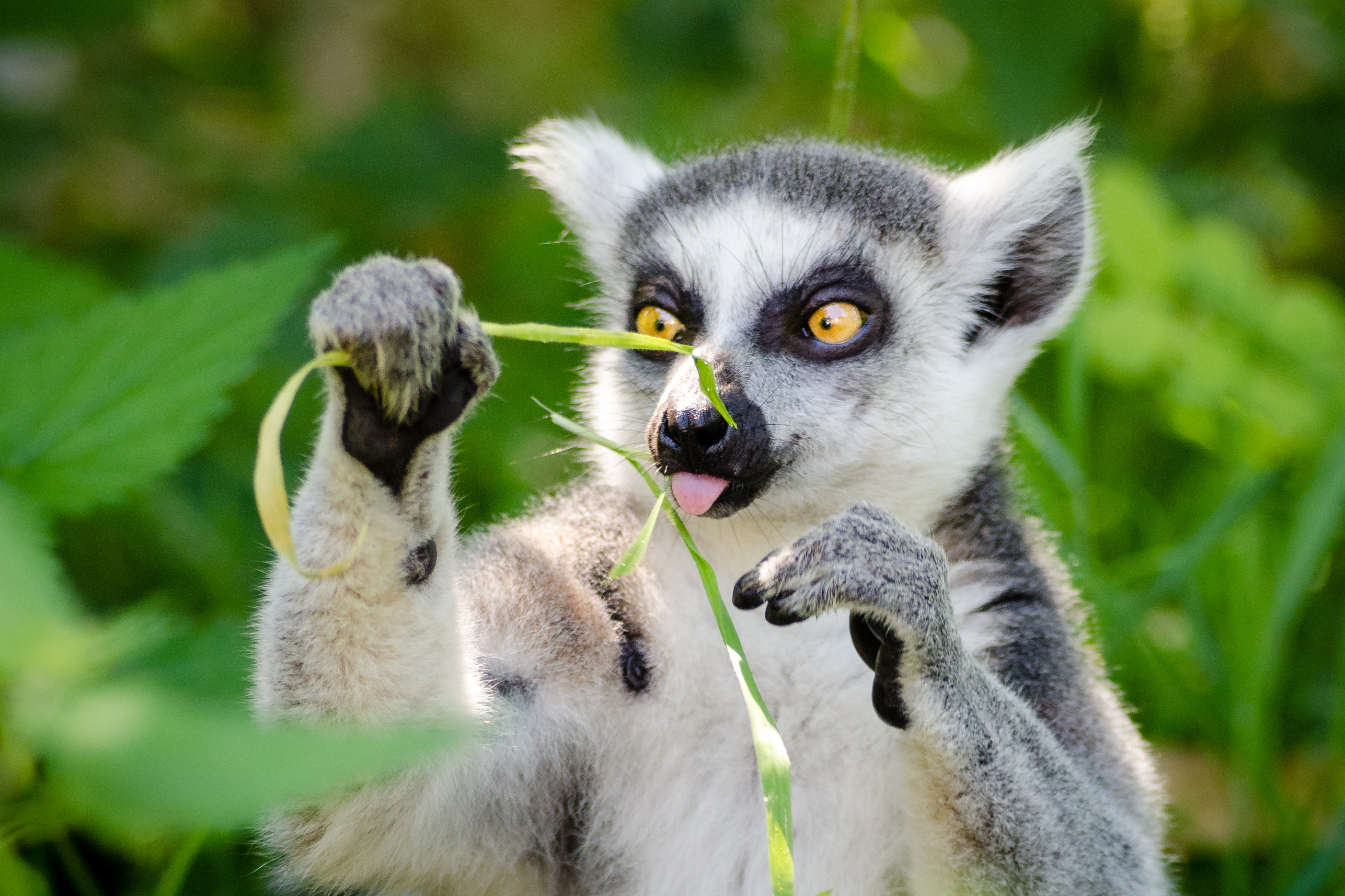 Lemur photo, Cute primates, Primates in nature, Primate species, 2810x1880 HD Desktop
