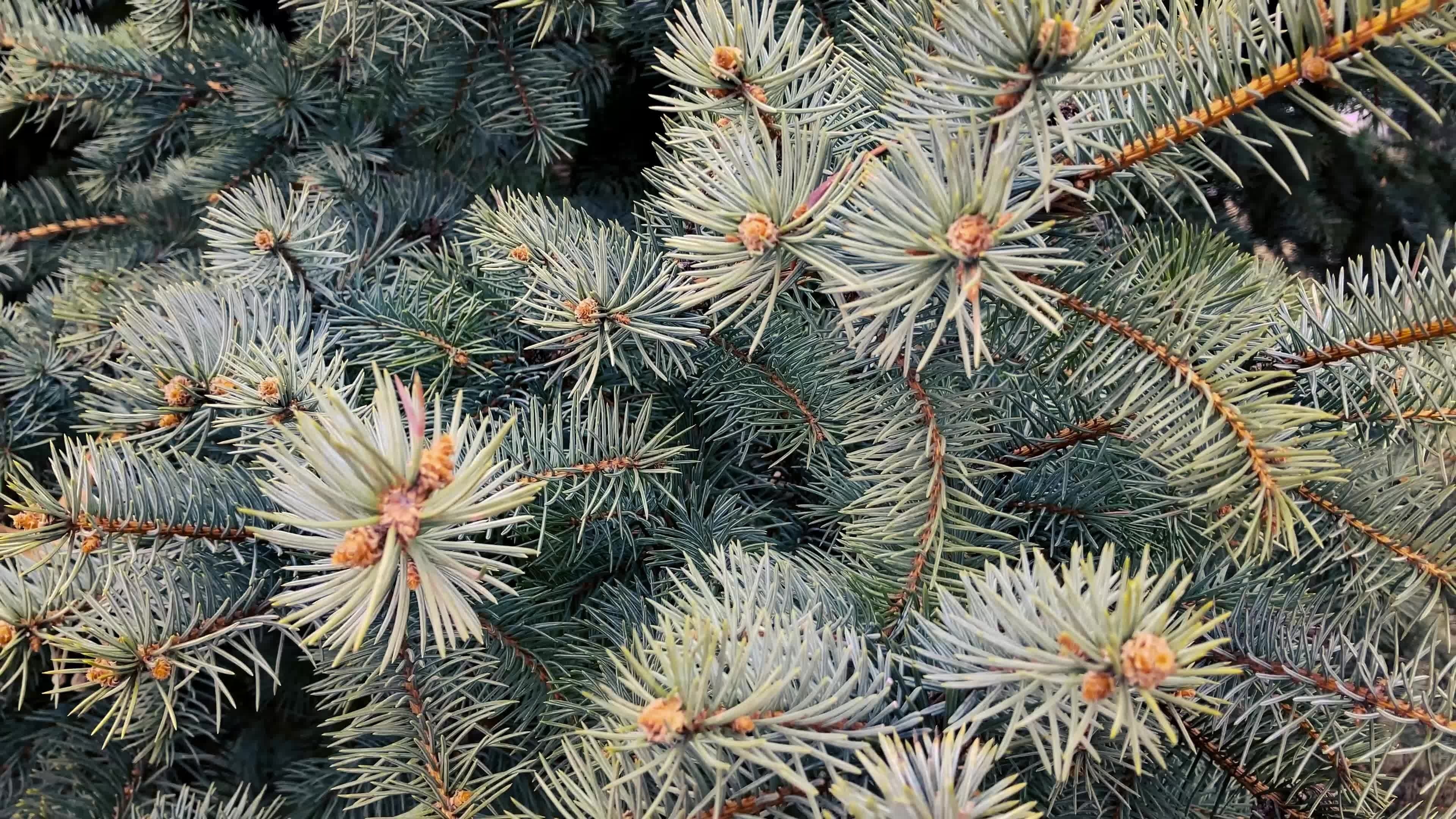 Winter pine tree branches, Swinging cones, Windy atmosphere, Frosty landscape, 3840x2160 4K Desktop