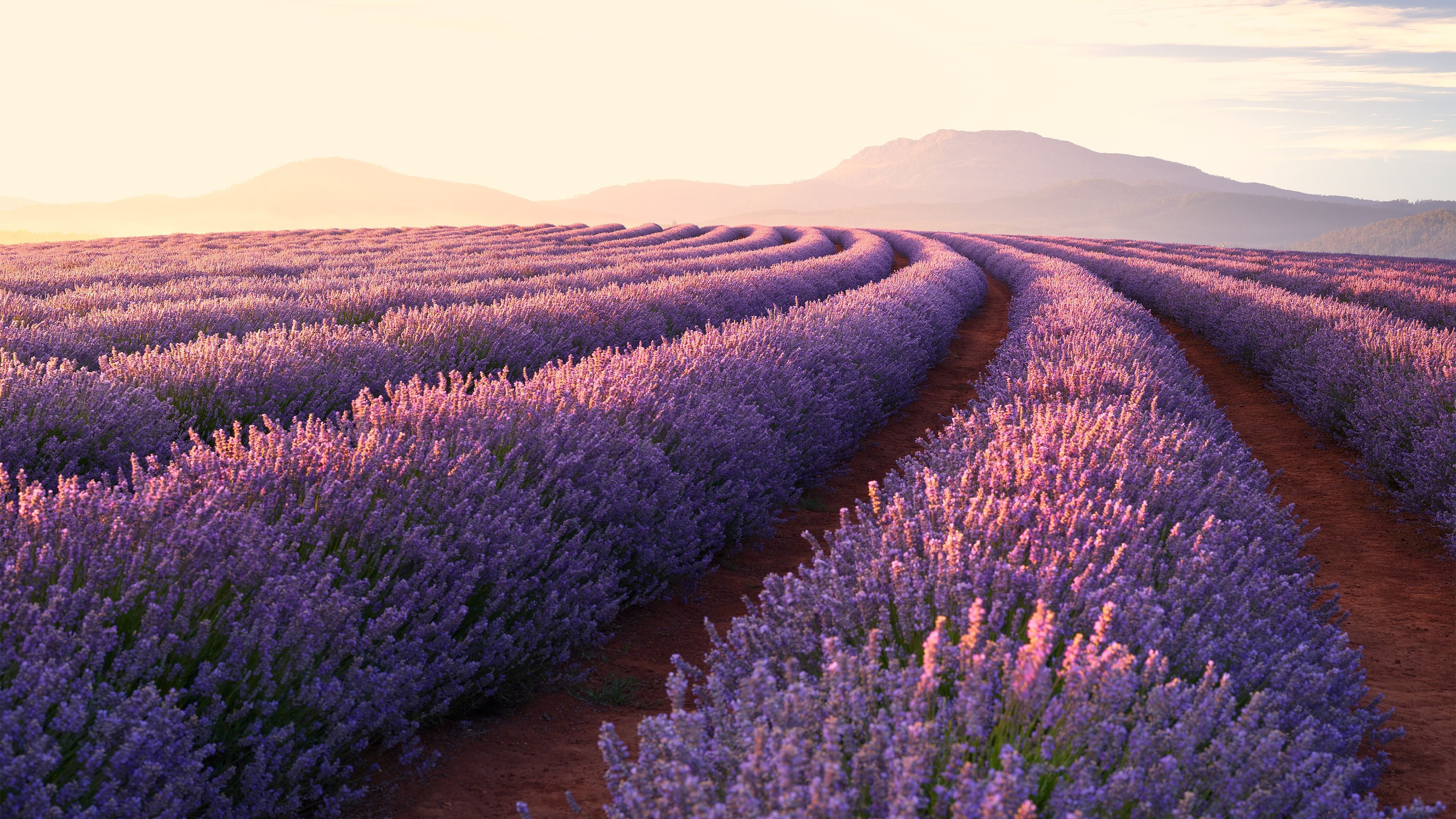 Farm: A unit of land devoted to the growing of lavender, Provence. 3840x2160 4K Wallpaper.